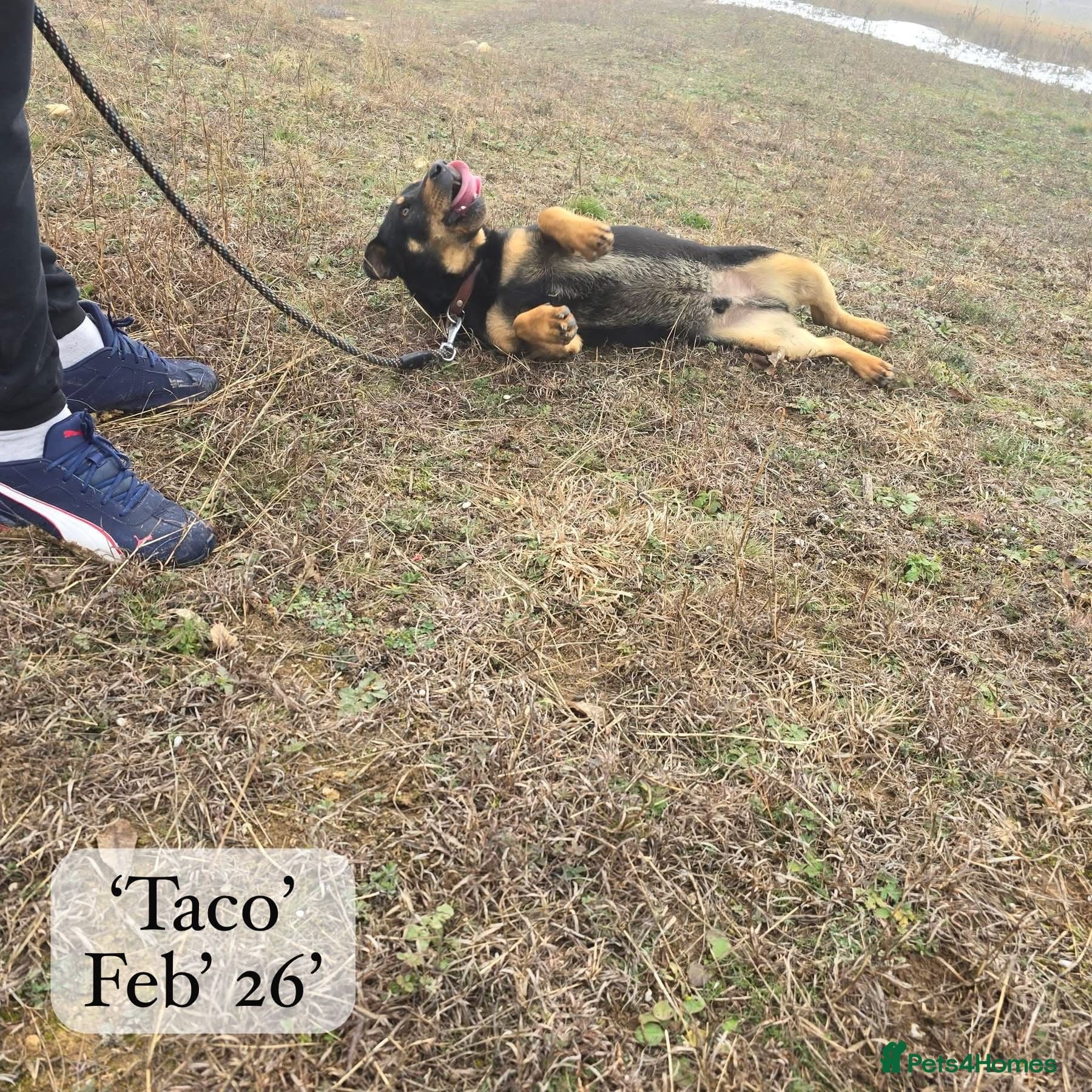 Taco, 10-12 months old. photo 23