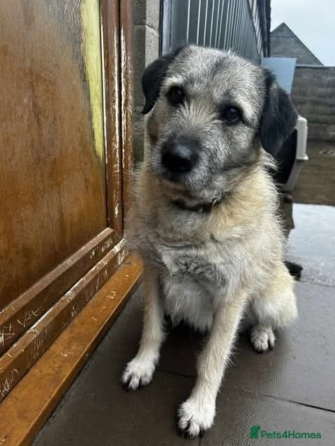 Meet Sage, currently residing in Cheshire photo 7