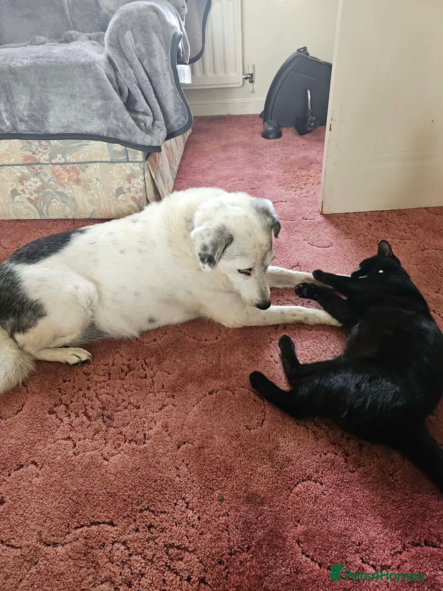 Evy π©· β Mixed Breed