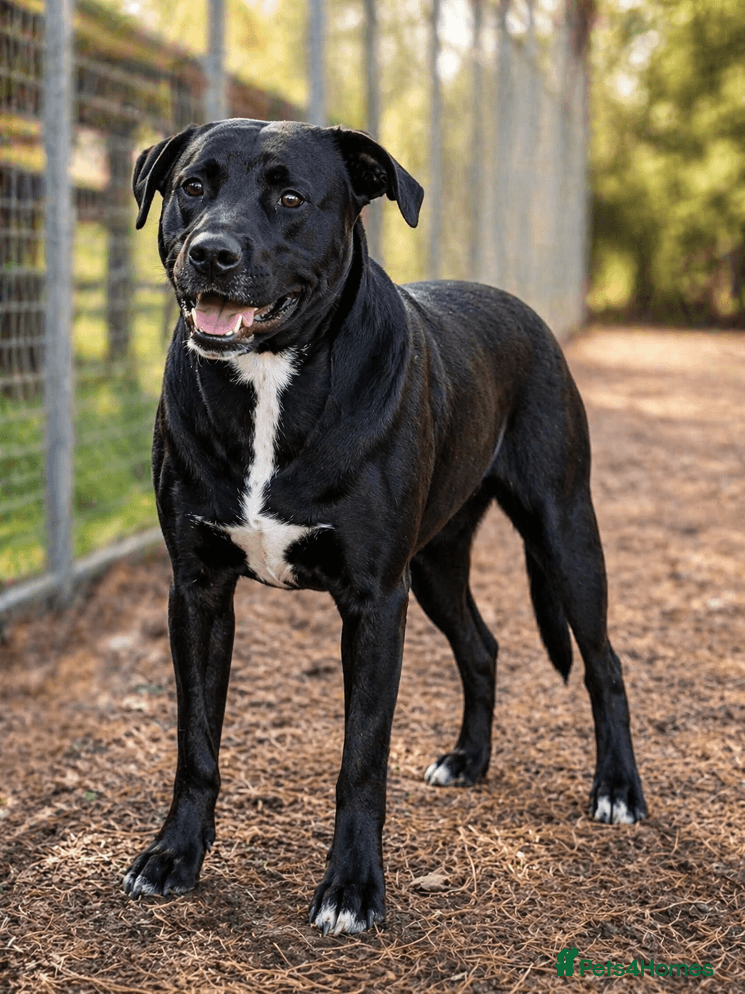 SHEAMUS,URGENT sensitive Soul Labrador Cross β Mixed Breed