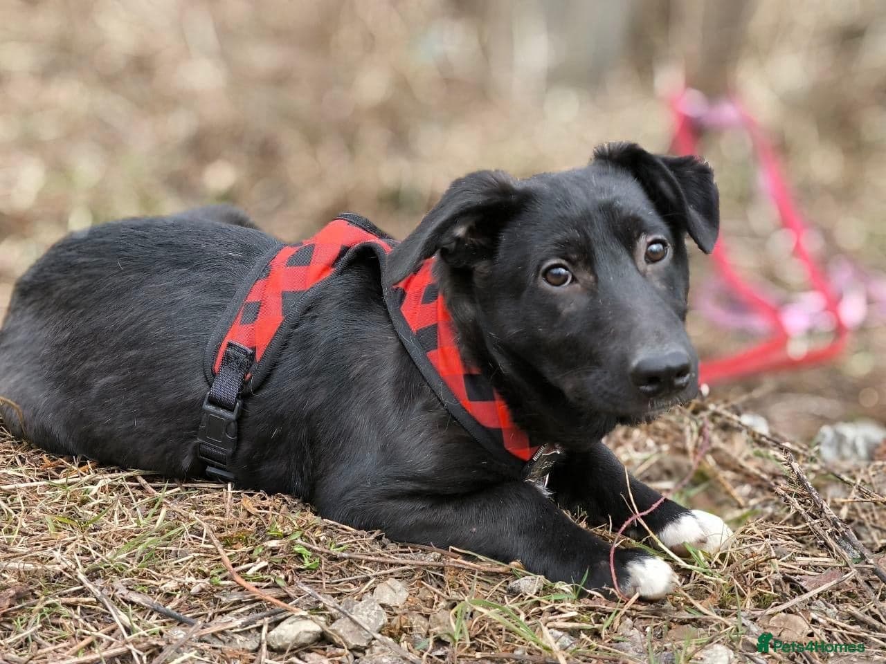 οΈπΆ masha photo 14