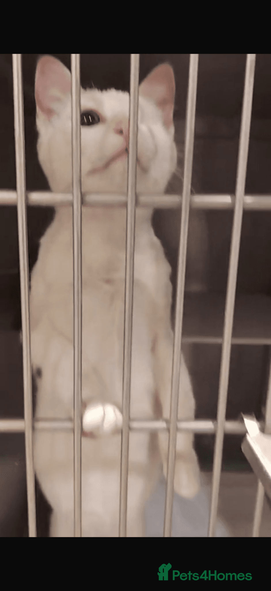 Cotton eye Joe β Domestic Shorthair