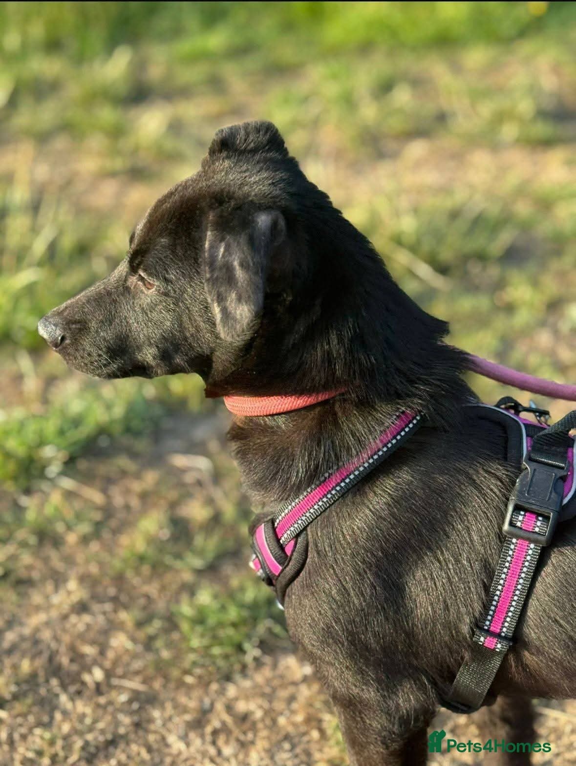 Meet Raegan, currently residing in Surrey photo 3