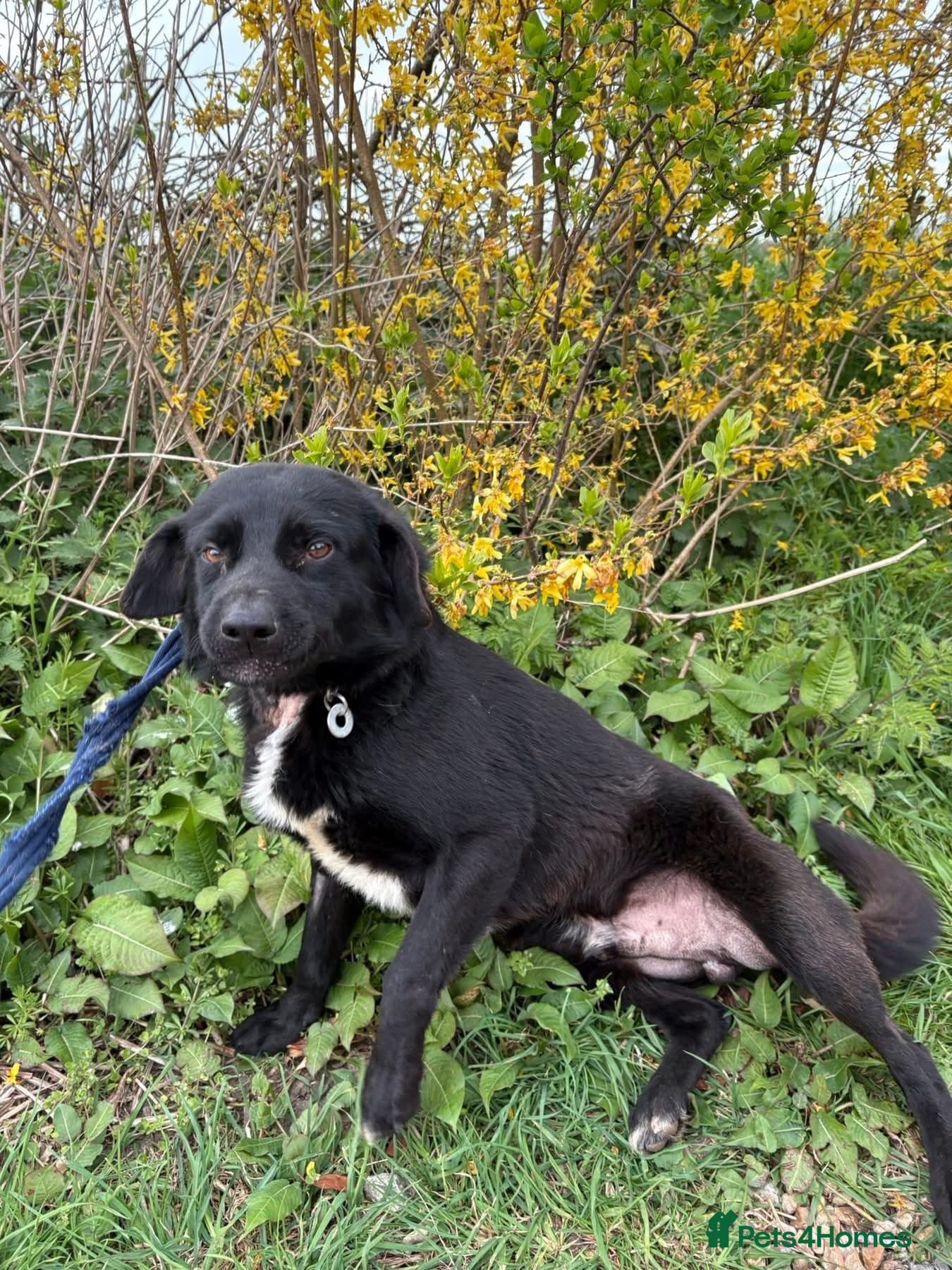 Callum - Norwich Norfolk photo 8