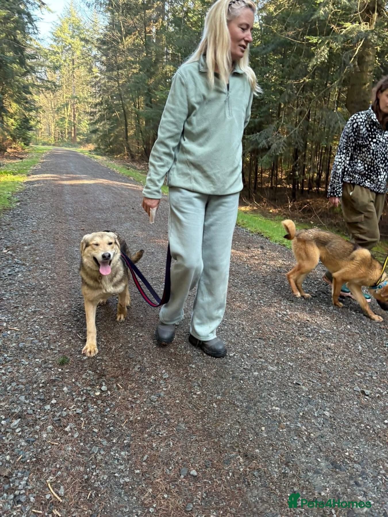 Neddy - Norwich Norfolk photo 7