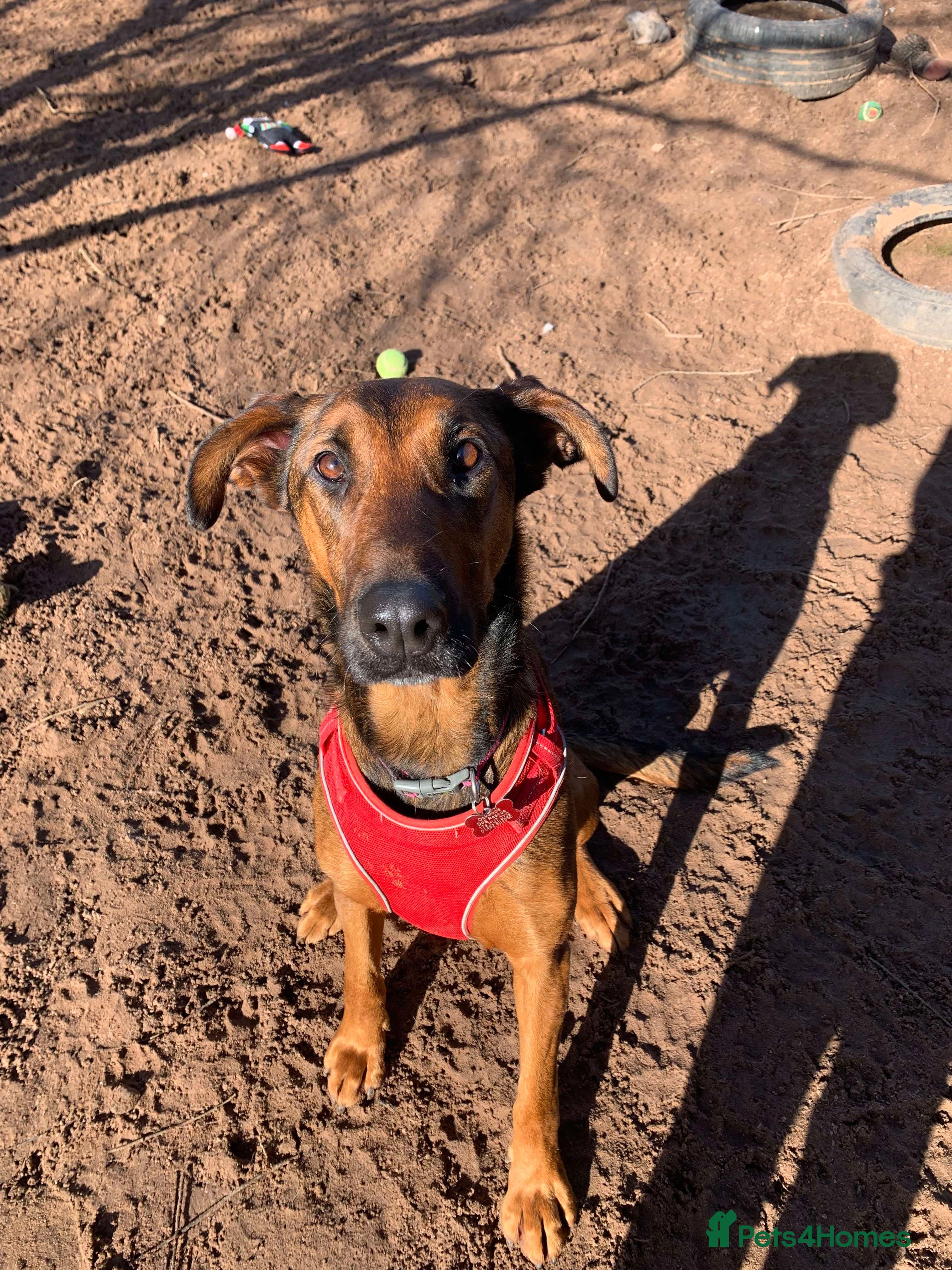 Meet Carrie,currently residing in Cheshire photo 2