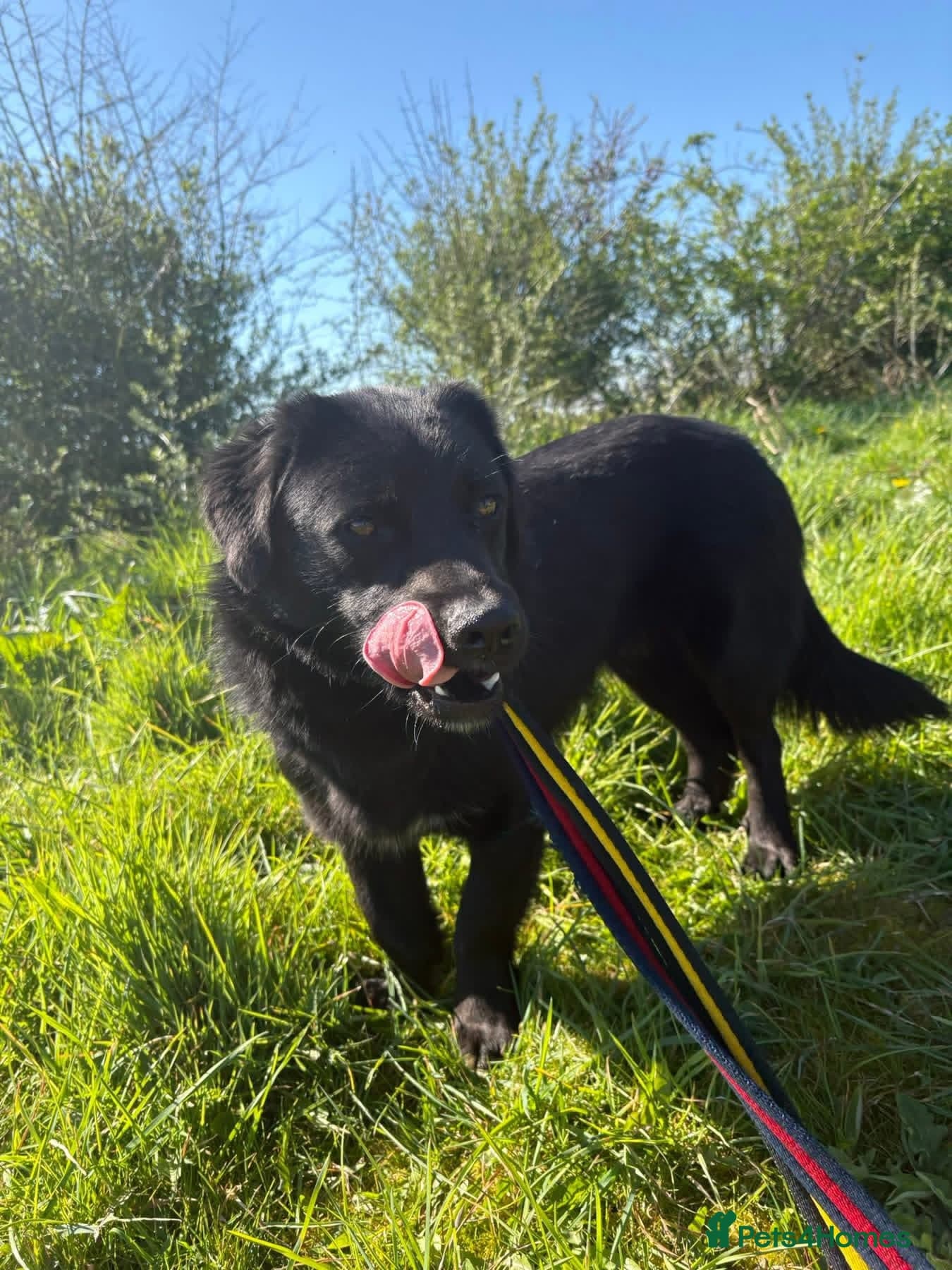 Dante - Norwich Norfolk photo 19