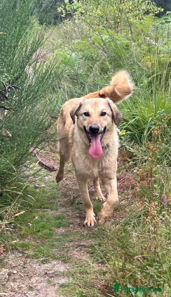 Pettern - Norwich Norfolk photo 31