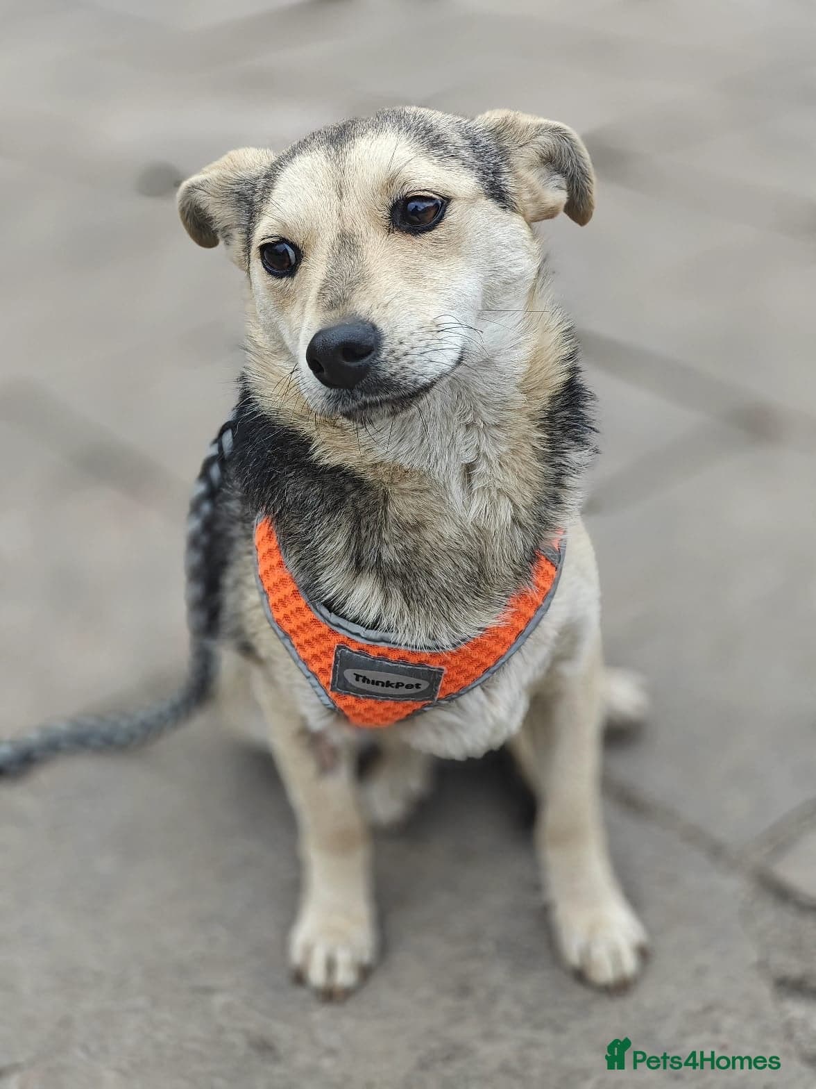 οΈπΆ maree photo 4