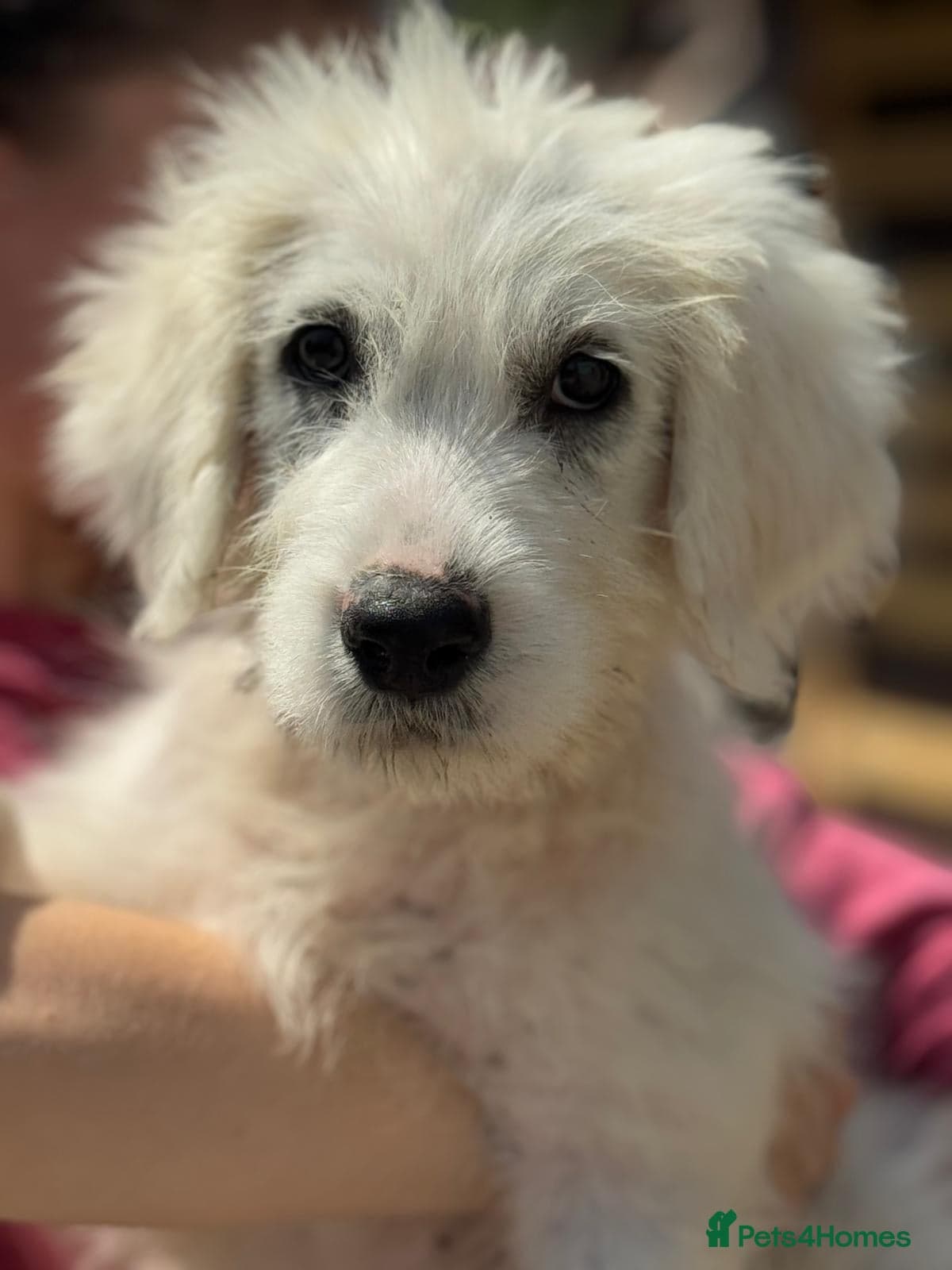 JOJO,URGENT🖤 Superb big Girl photo 21