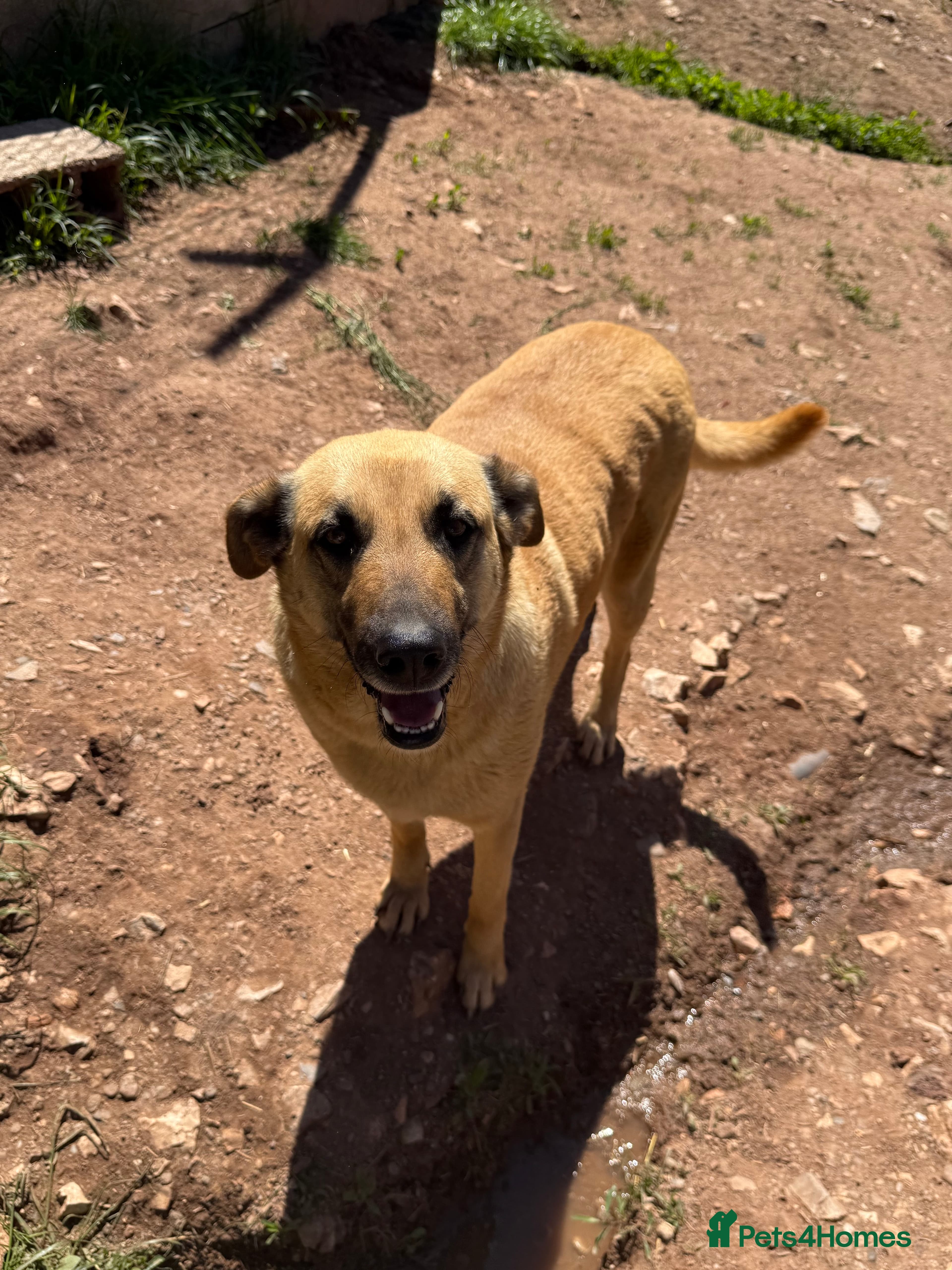 Mara π β Mixed Breed