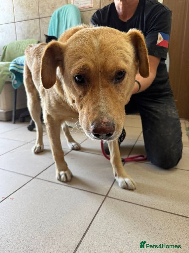 Meet Rex, currently residing in Essex β Mixed Breed