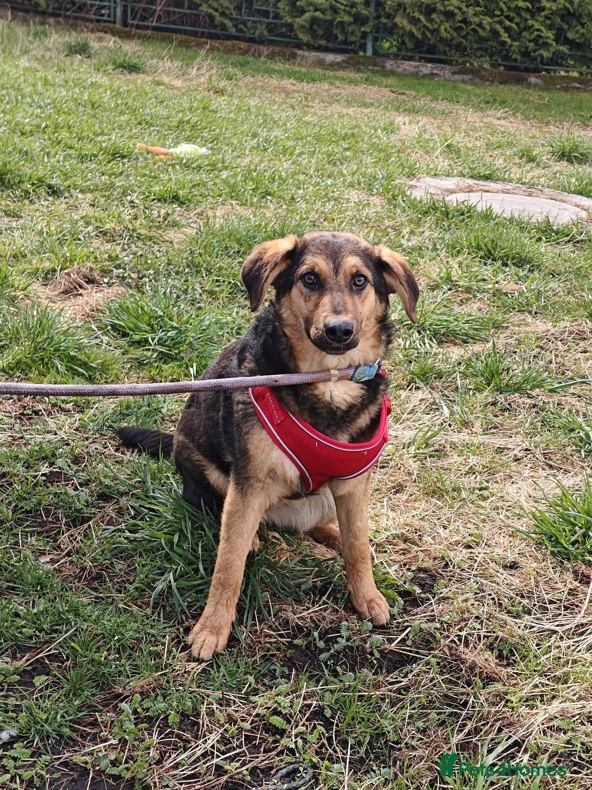 οΈπΆ yasia photo 2