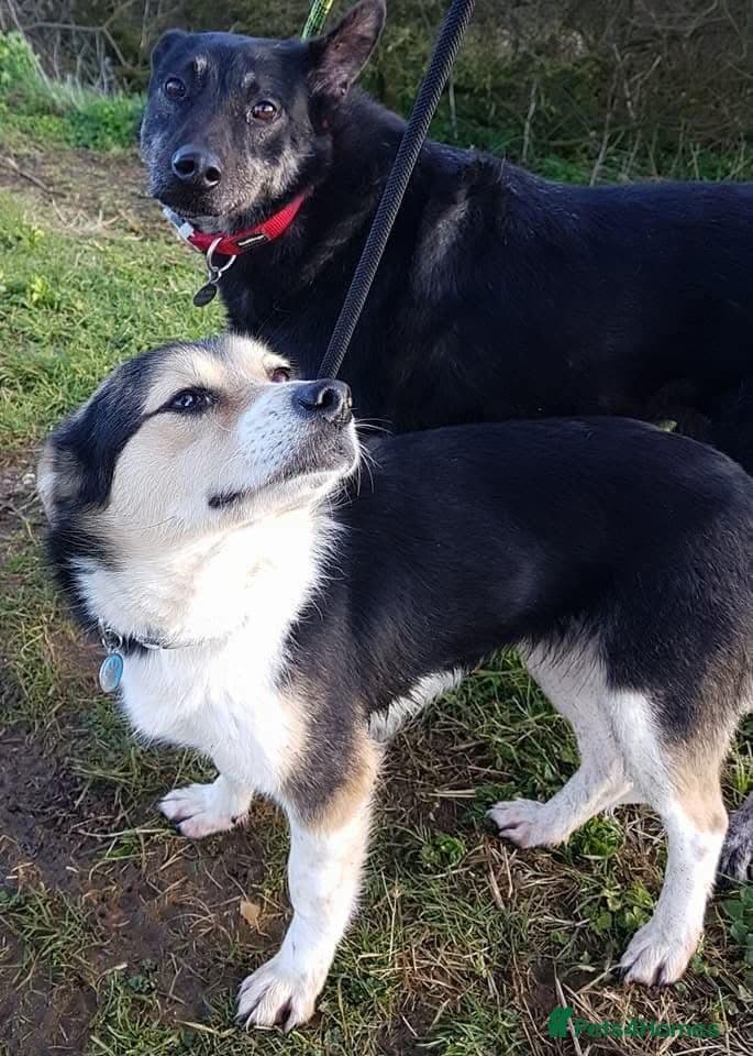 Tara - Norwich Norfolk photo 7