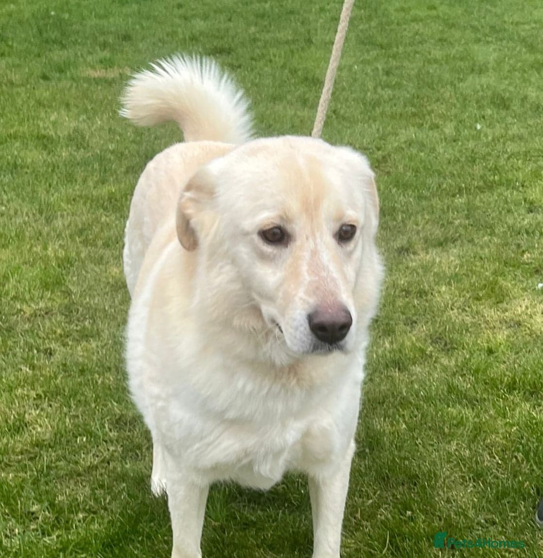 Stunning Apolo photo 2