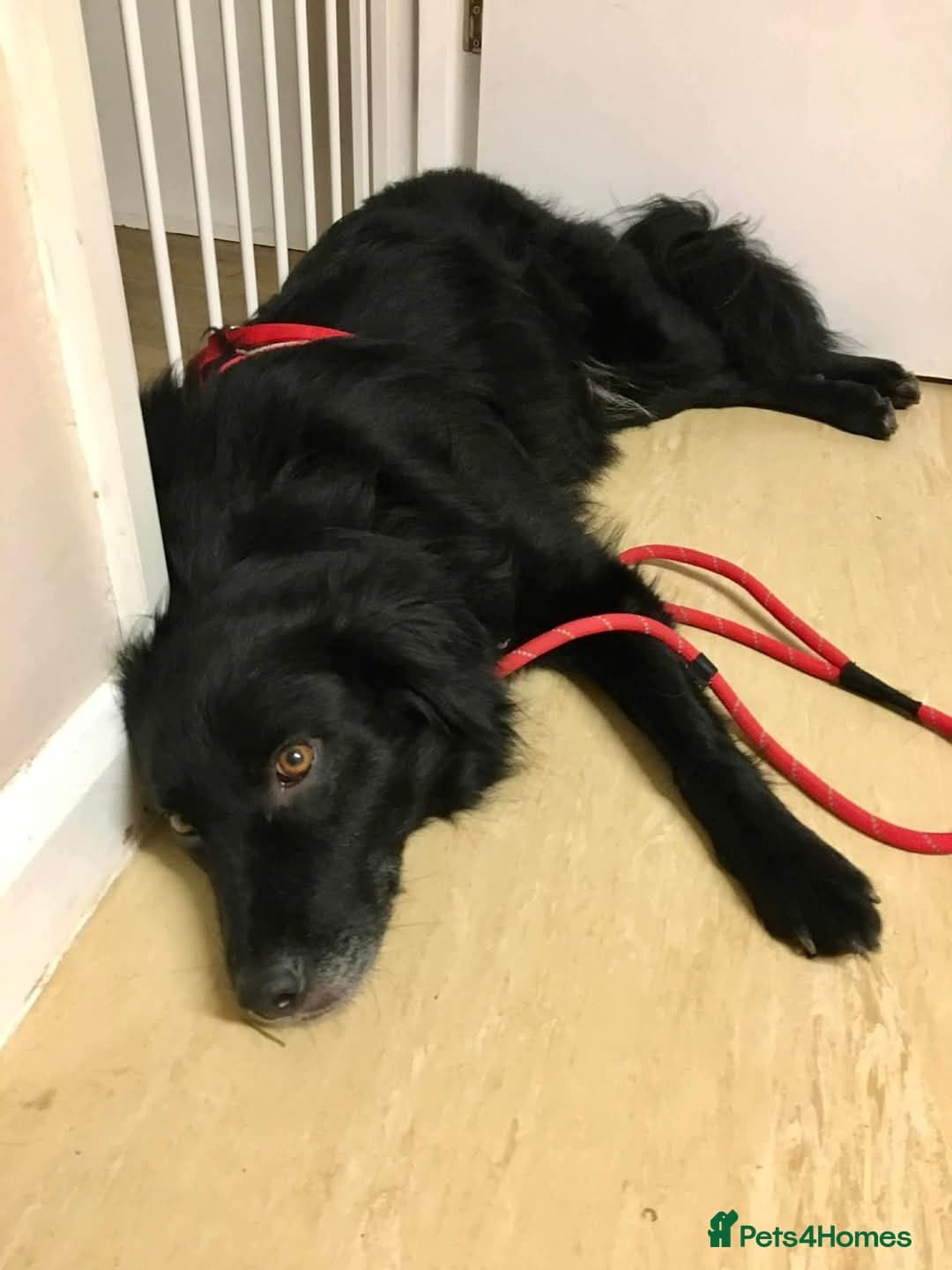 Meet Hera, currently residing in Middlesex photo 7