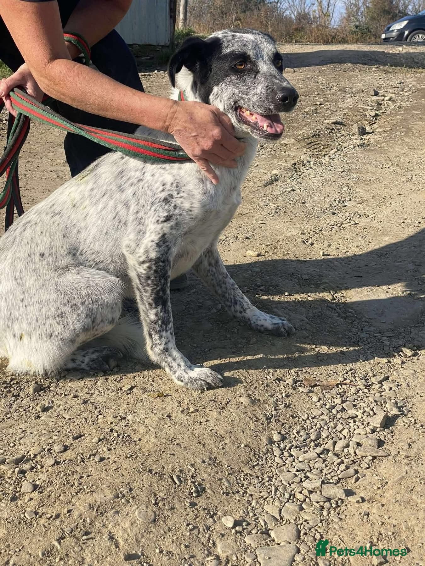 Cessil - Norwich Norfolk photo 20