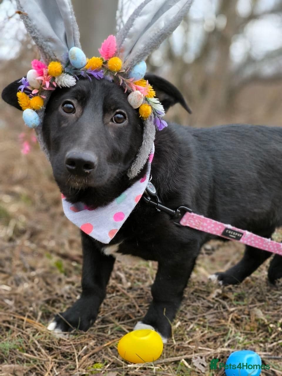 οΈπΆ masha photo 7