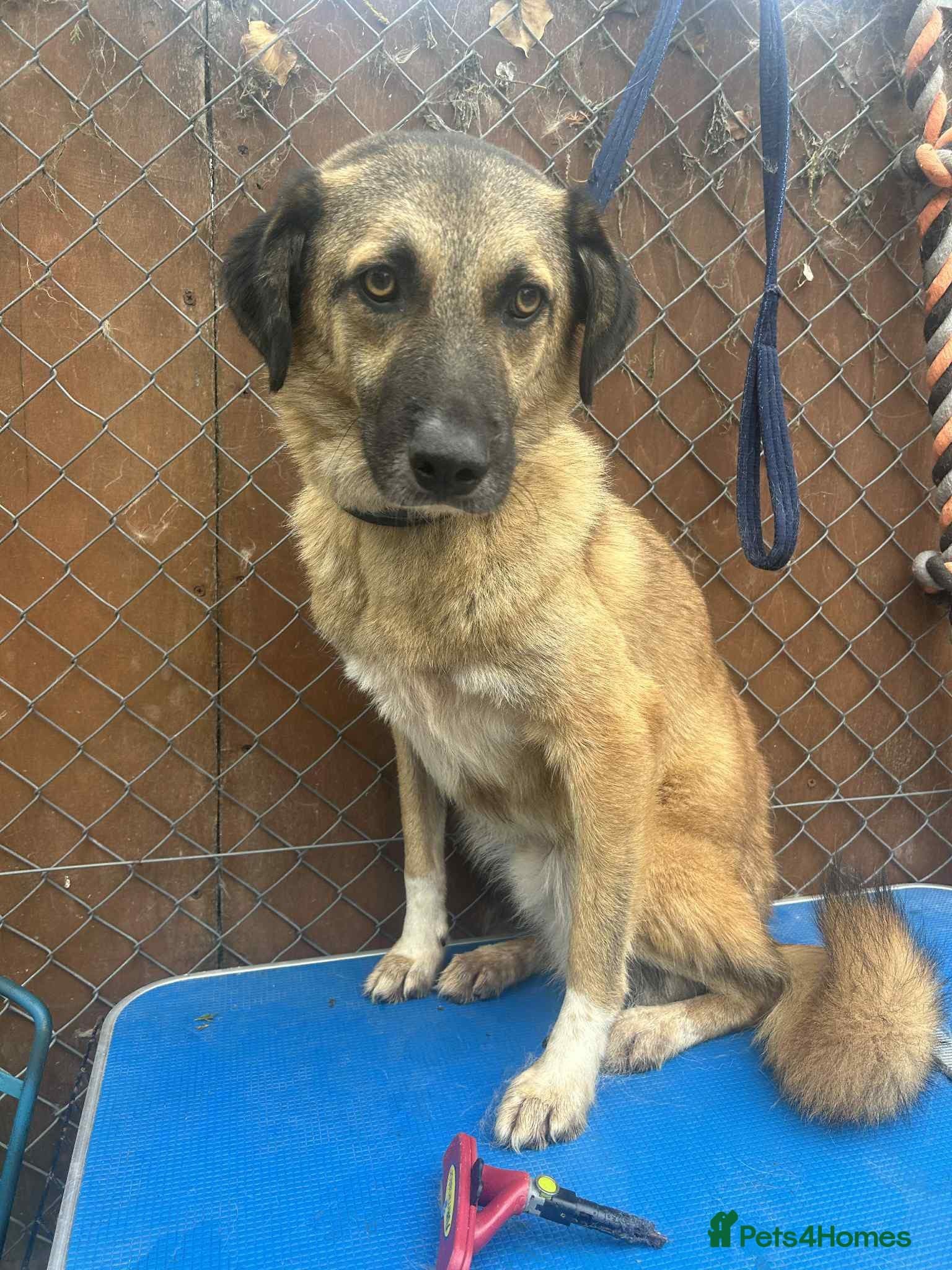 Levi - Norwich Norfolk photo 2