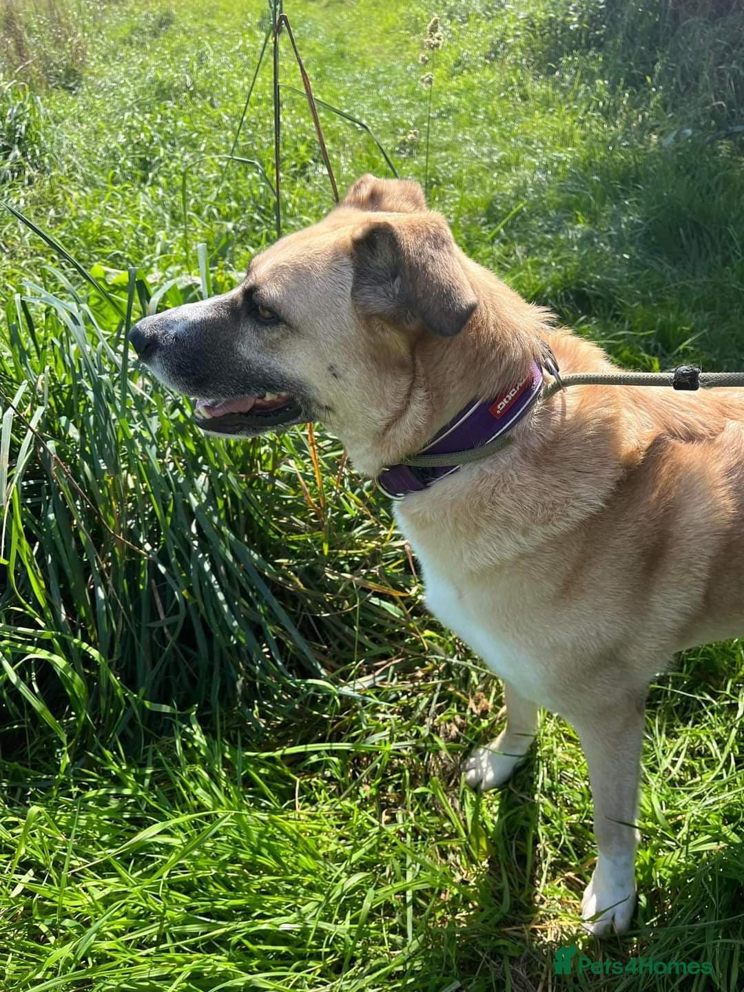 Meet Ruma, currently residing in Cheshire photo 10