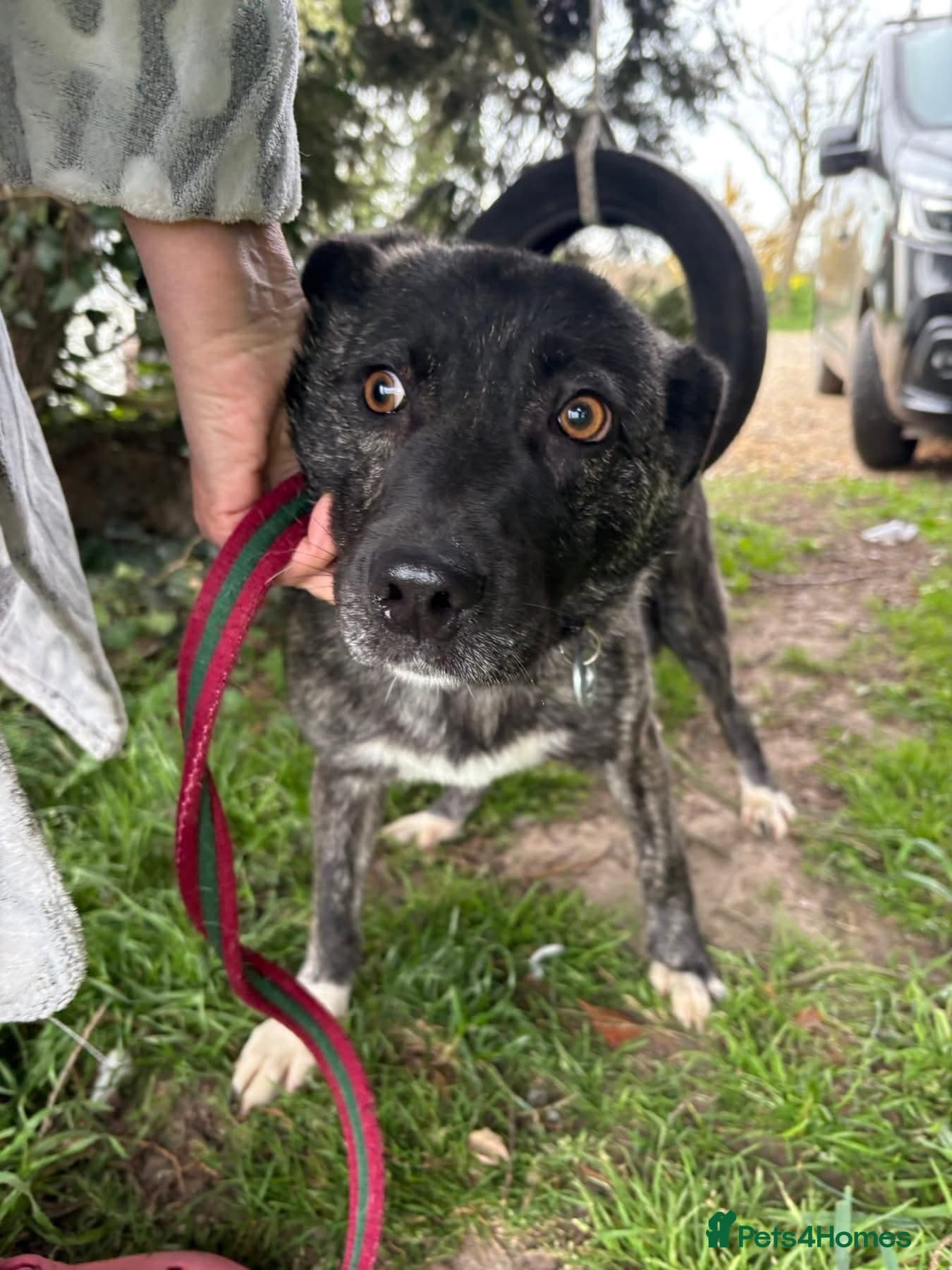 Jasper - Norwich Norfolk photo 5