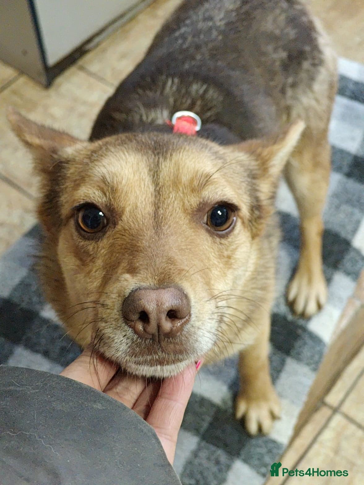 ๏ธ๐ถ rudya photo 11