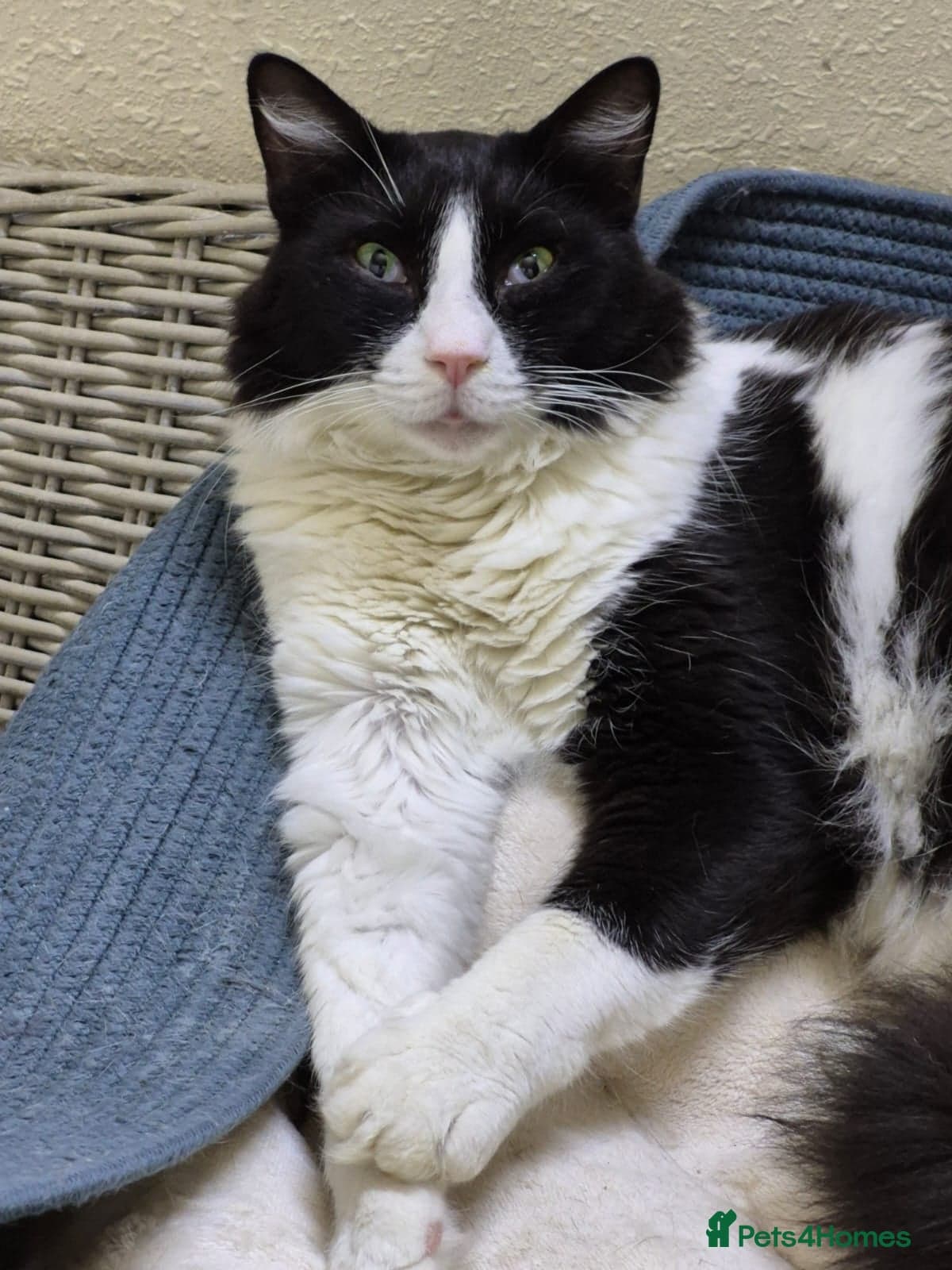 Big Dave — Mixed Breed