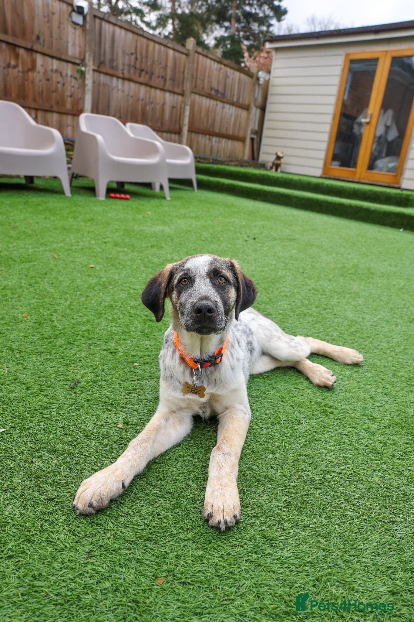 Easygoing Electra - Colourful Lab type photo 4