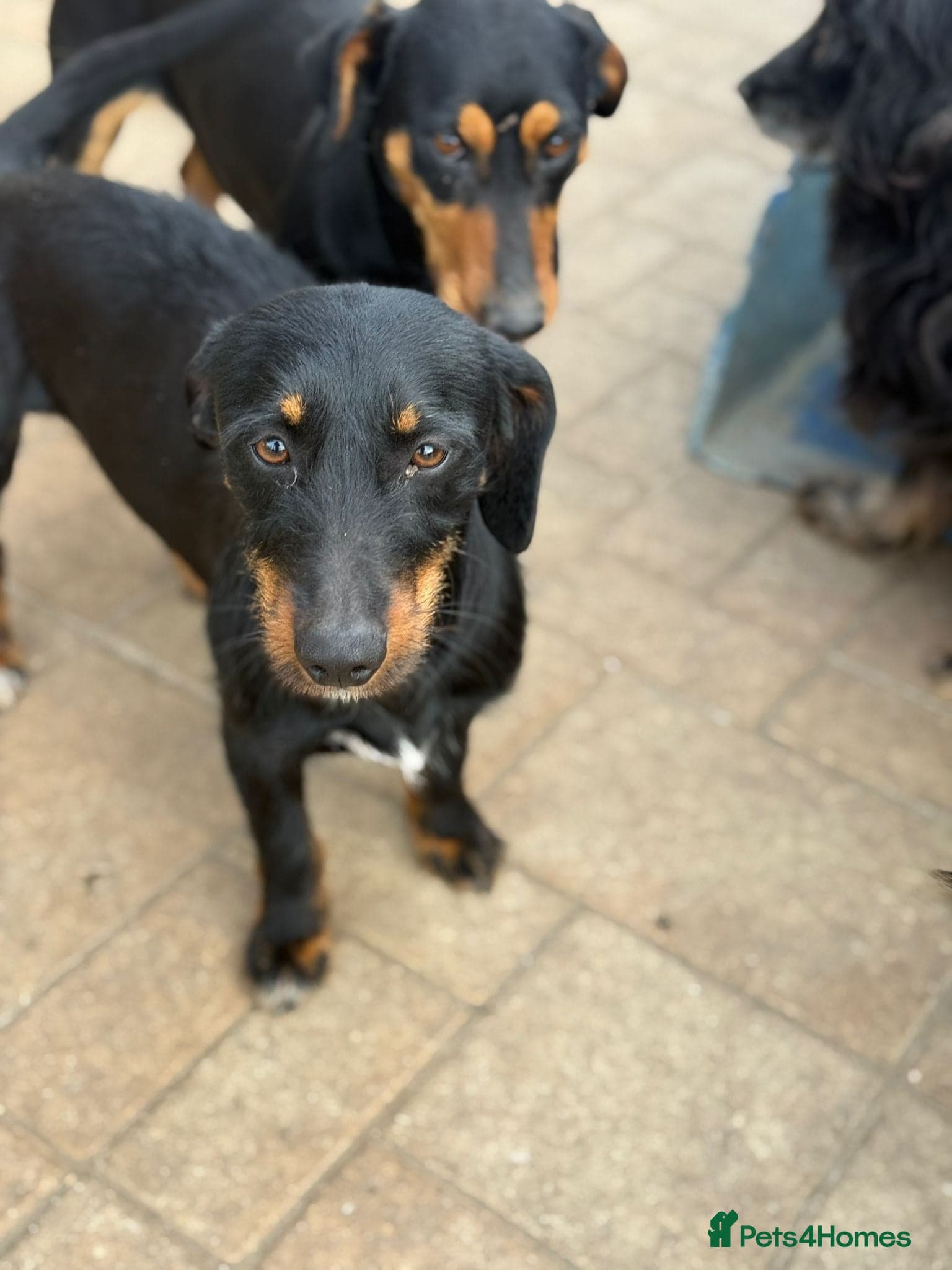 Lovely Cooper ready for his home! photo 16