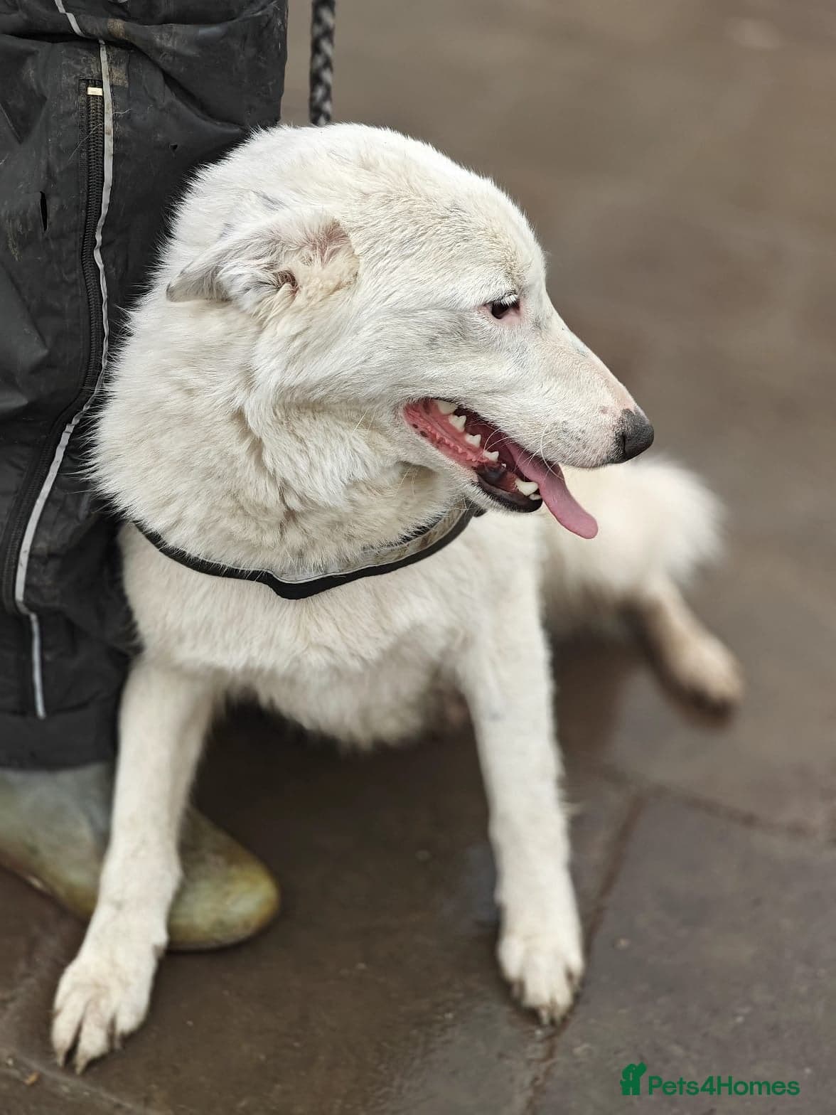 οΈπΆ suzy photo 5