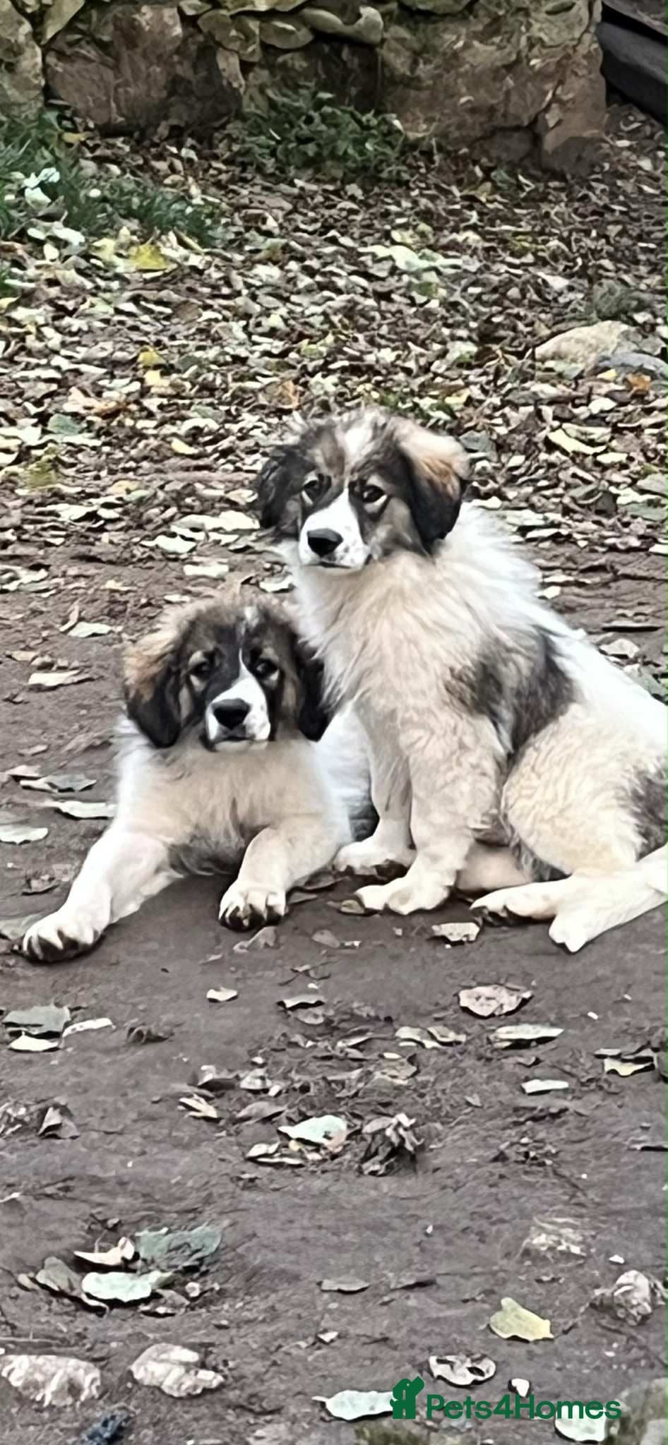 Meet Hannah and Honey !!! photo 12