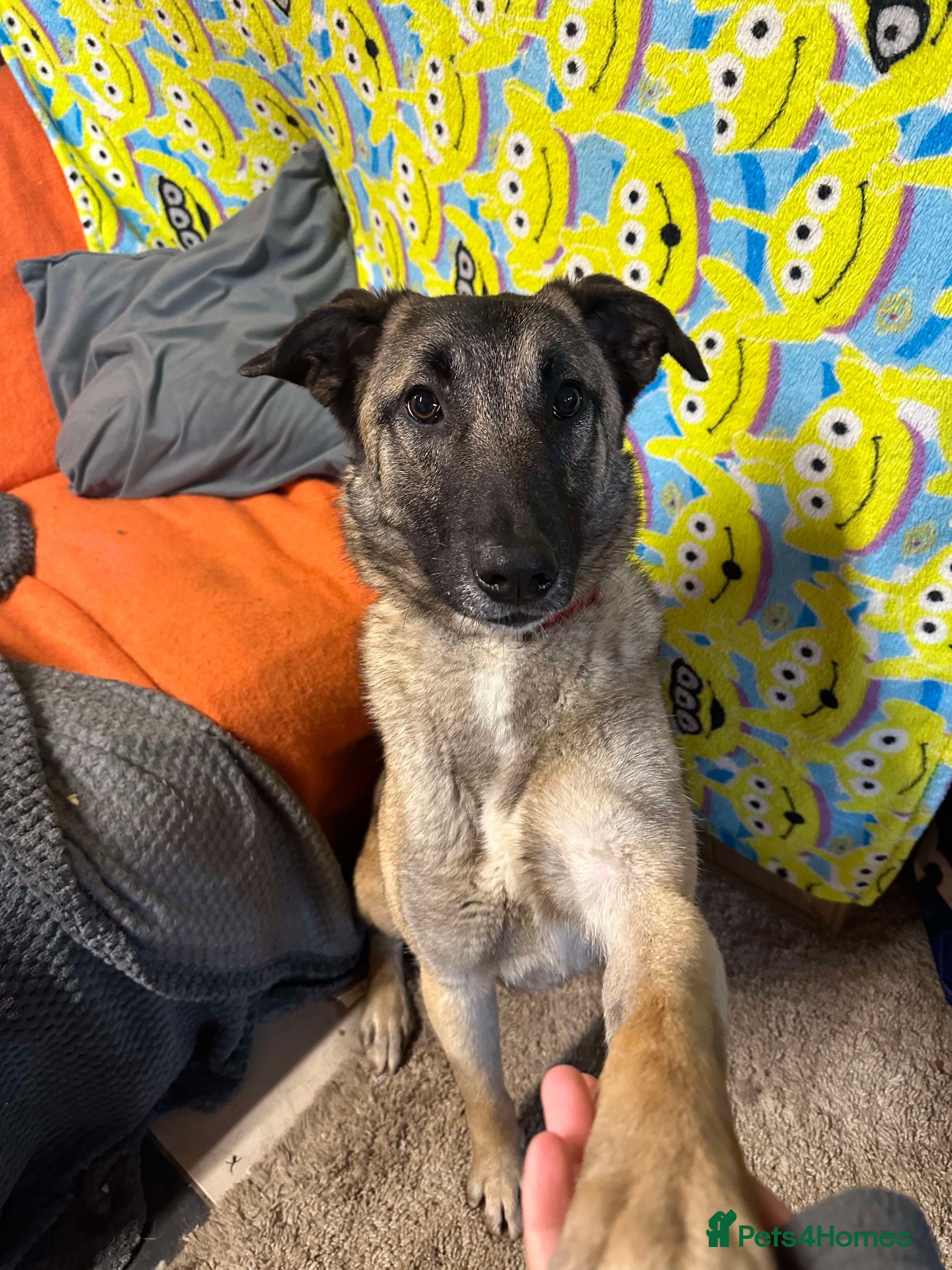 Meet Vera, currently residing in Cheshire photo 26