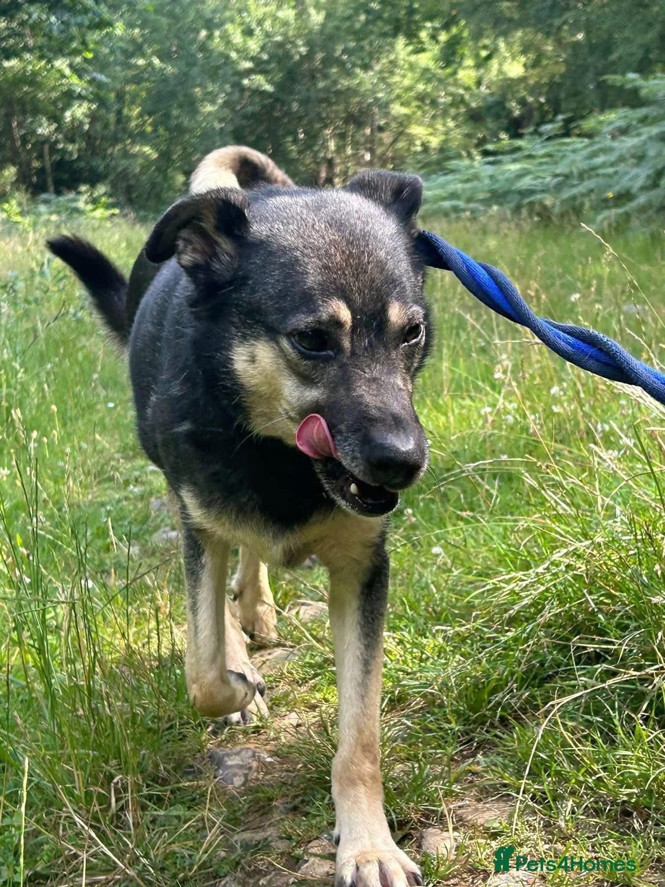 Joey - Norwich Norfolk photo 14