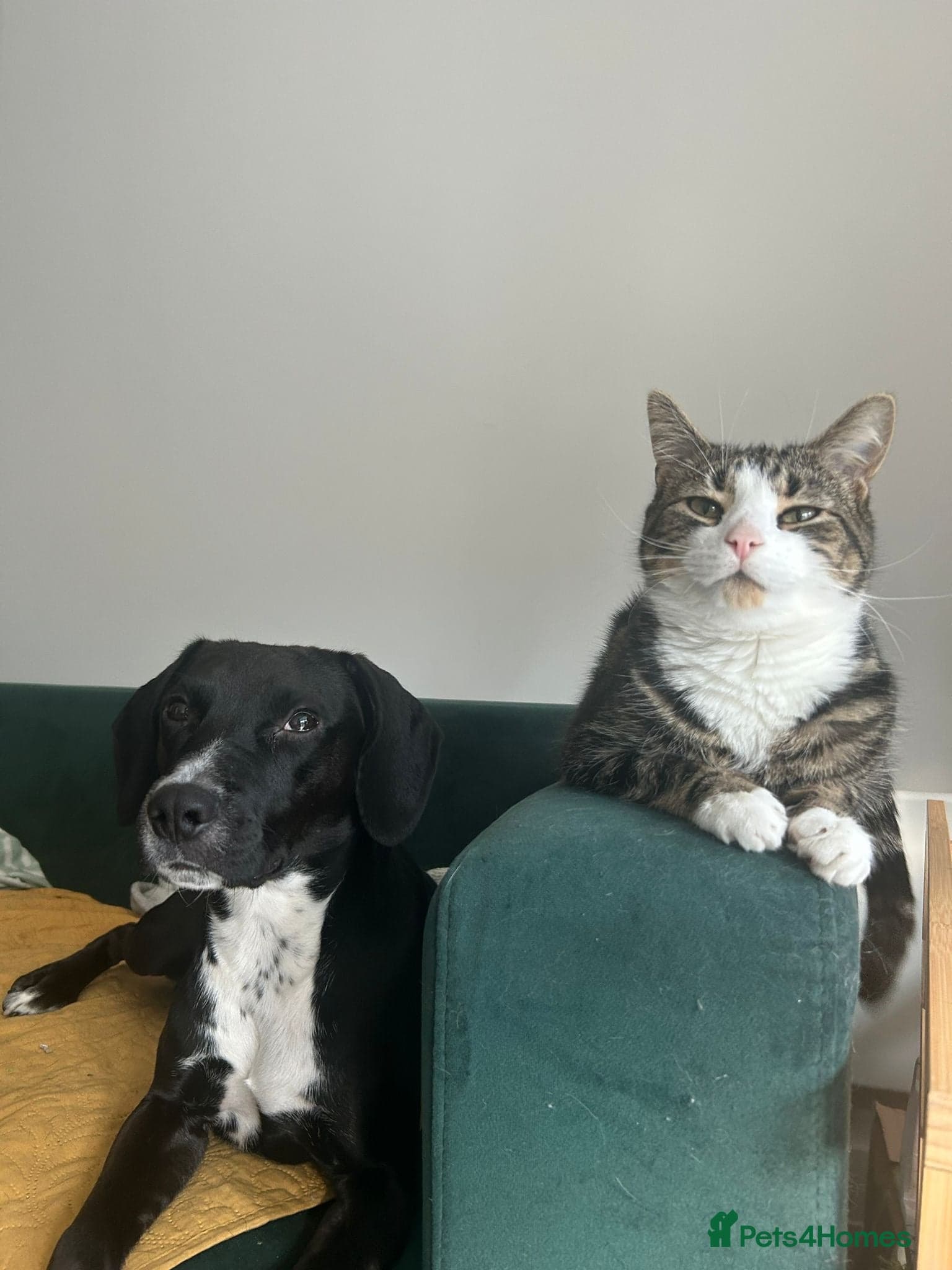 ๏ธ๐ถ walter photo 2