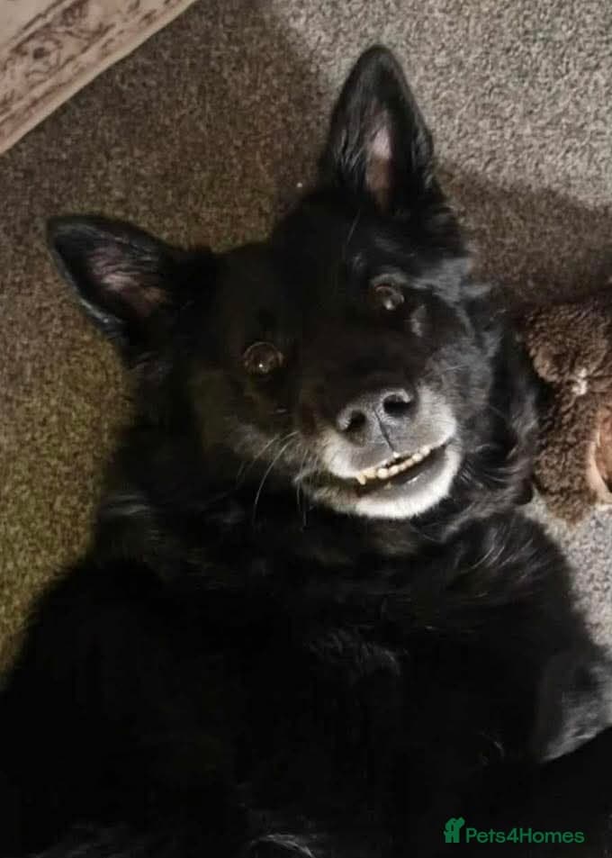 Meet Bear, currently residing in Staffordshire photo 5