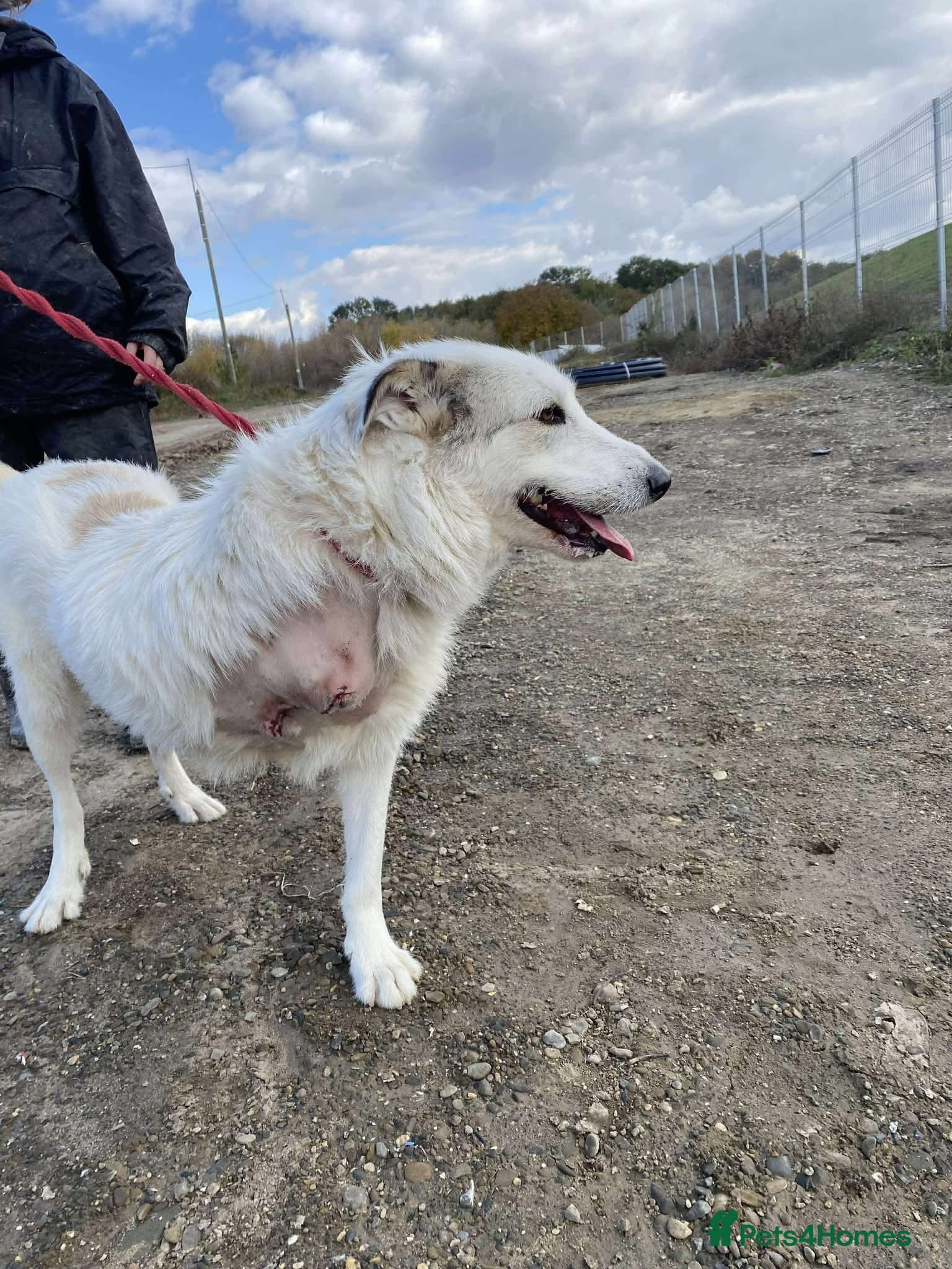 Elena - Marlborough Wiltshire photo 3