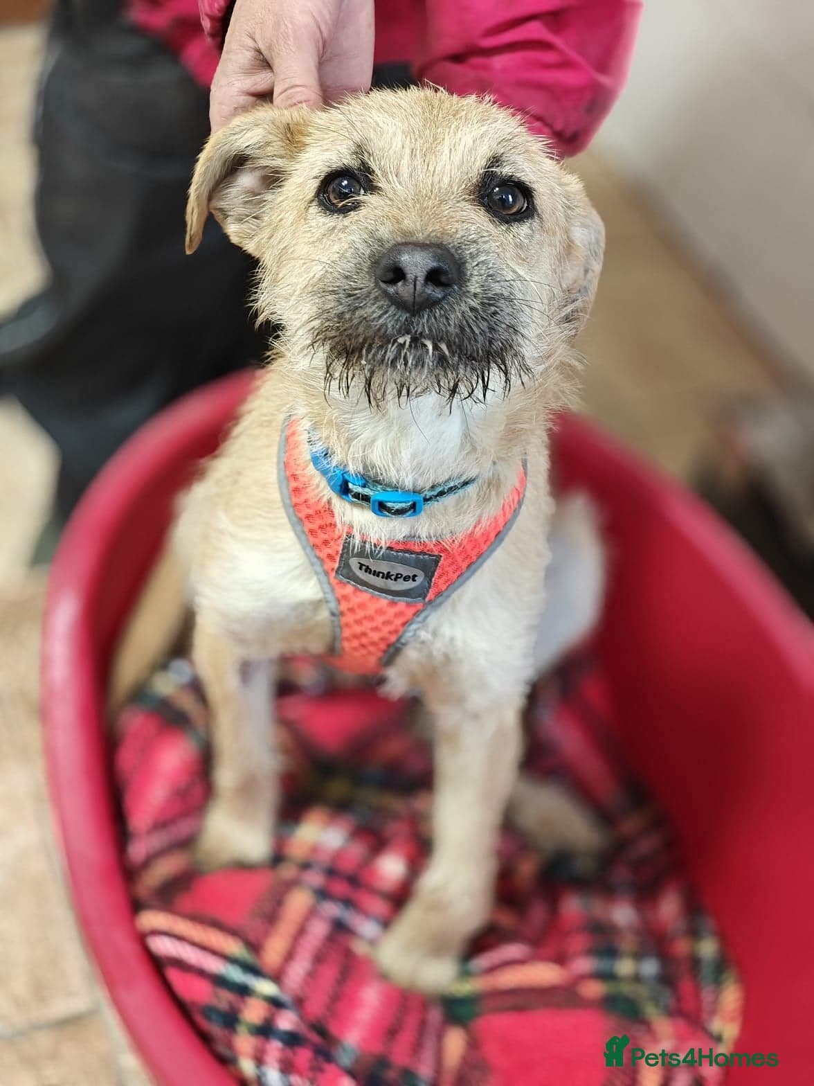 οΈπΆ bekki photo 16