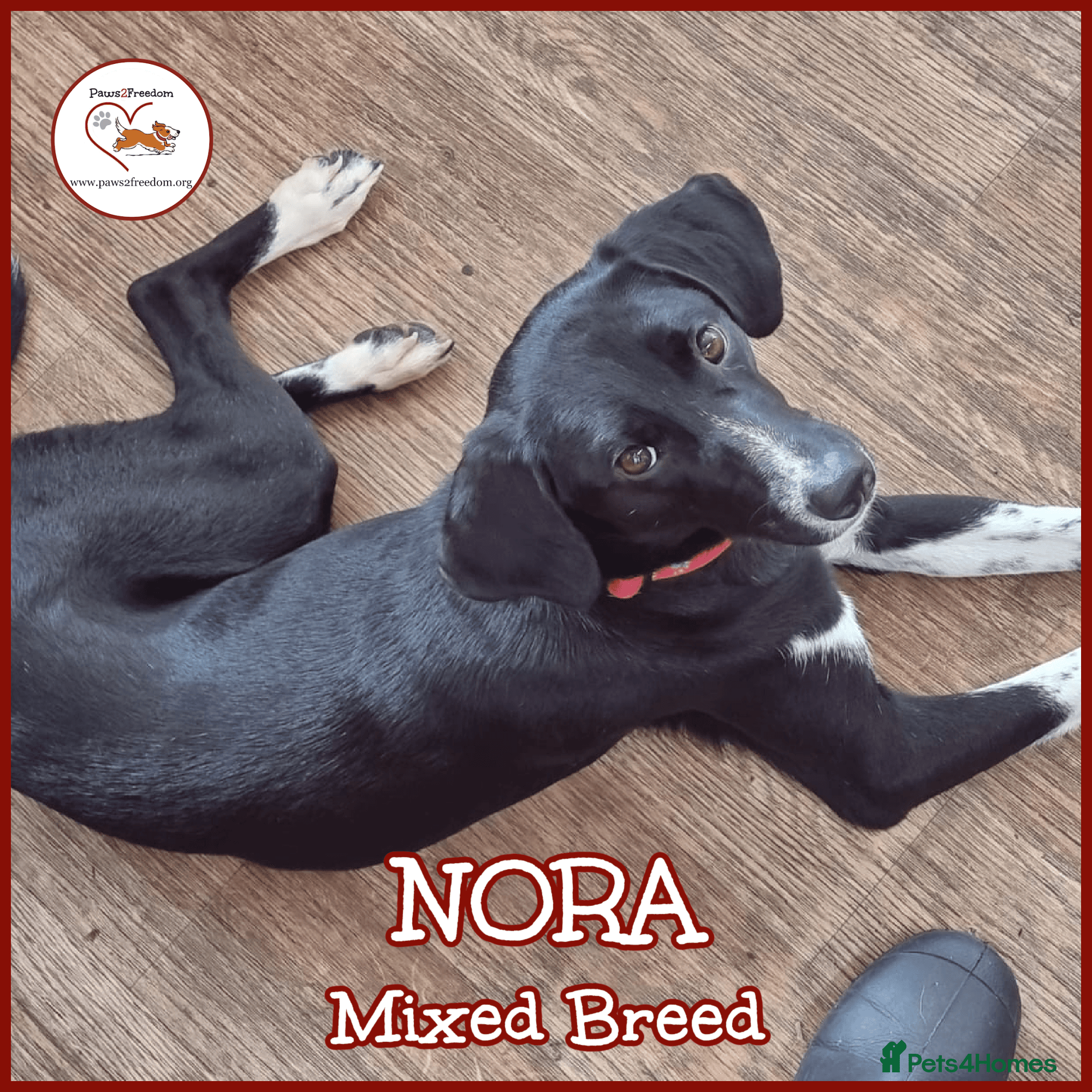 Nora for adoption in cornwall/devon β Mixed Breed