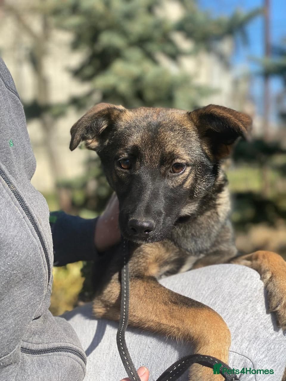 οΈπΆ kuba photo 16