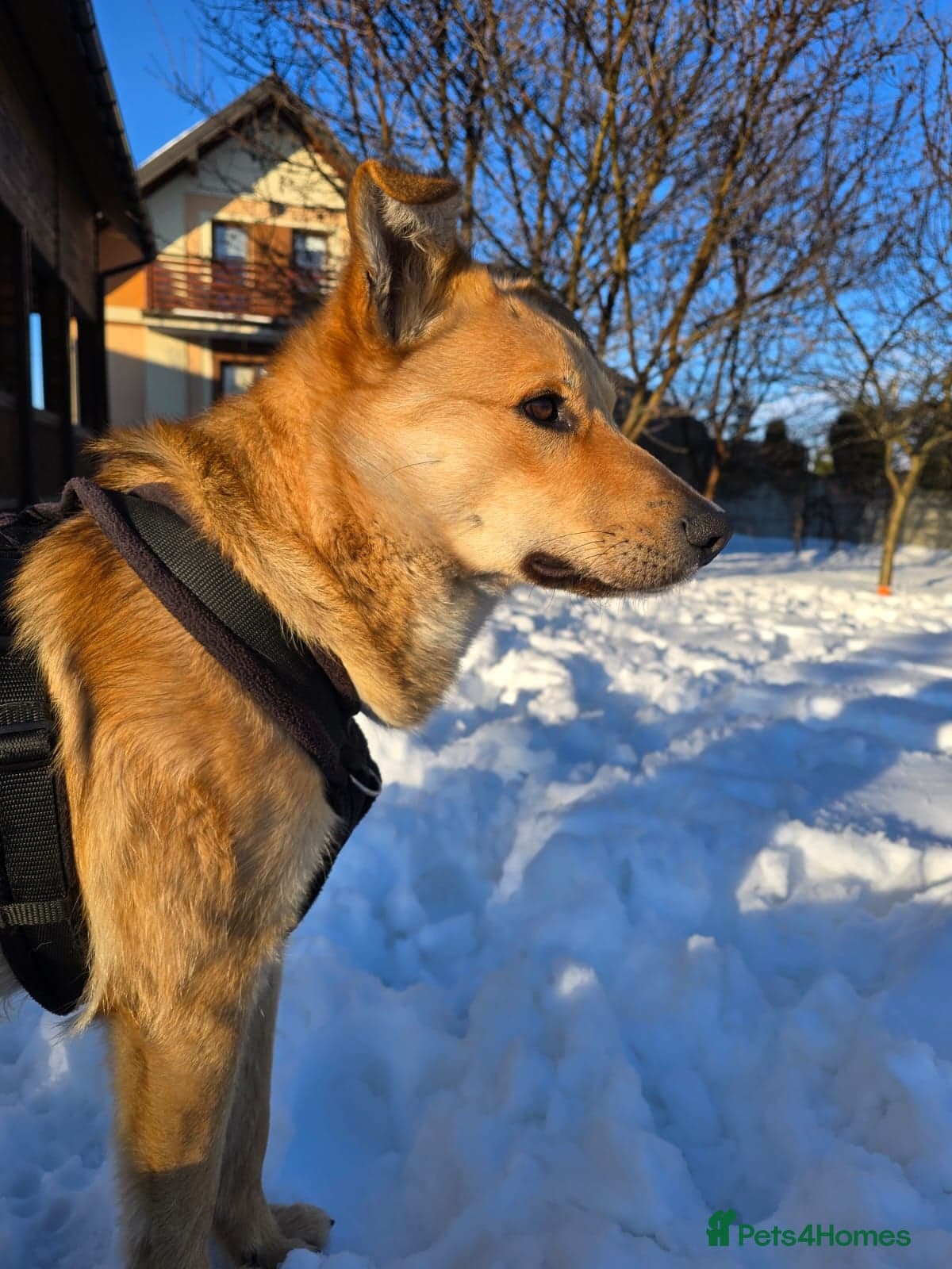 Cactus (yanik) photo 8