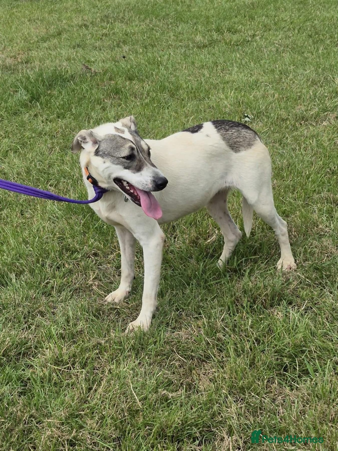 Lotty (2) Norwich Norfolk photo 13