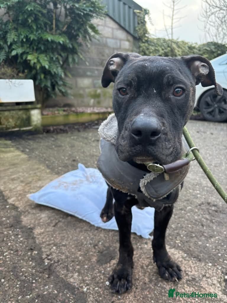 Meet Gomez, currently residing in Ormskirk photo 9