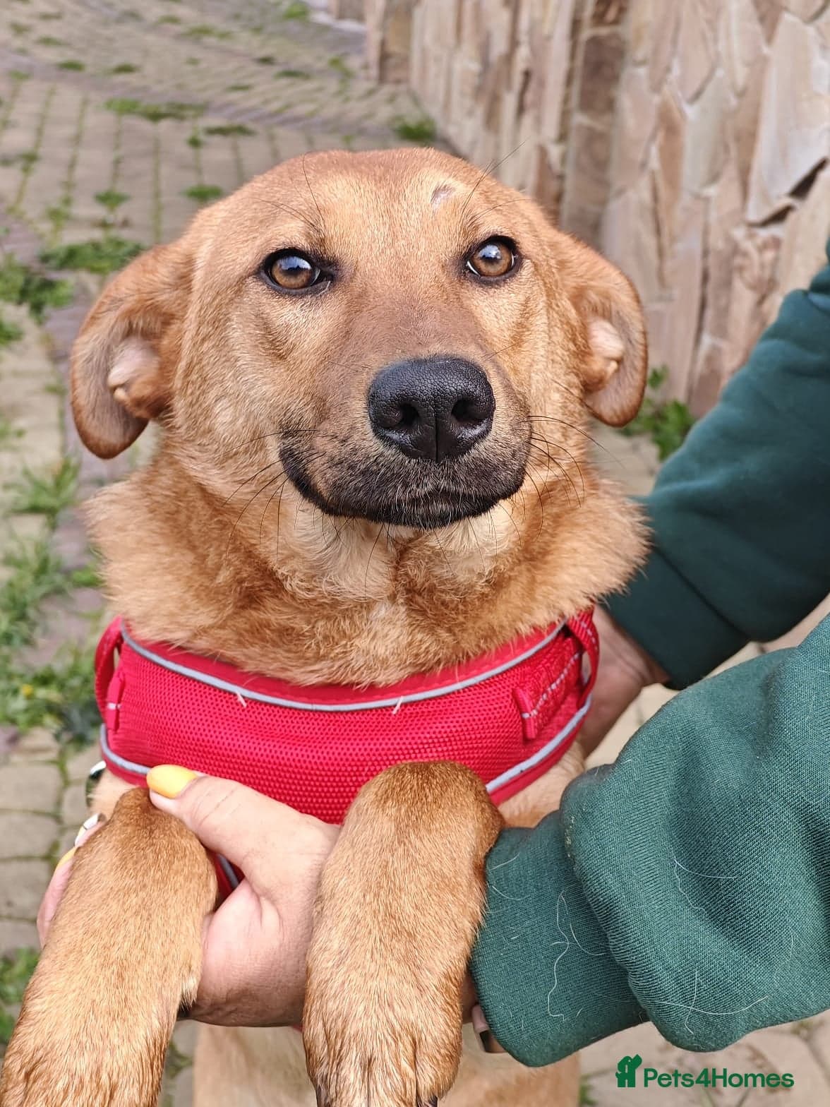 ๏ธ๐ถ yara photo 12