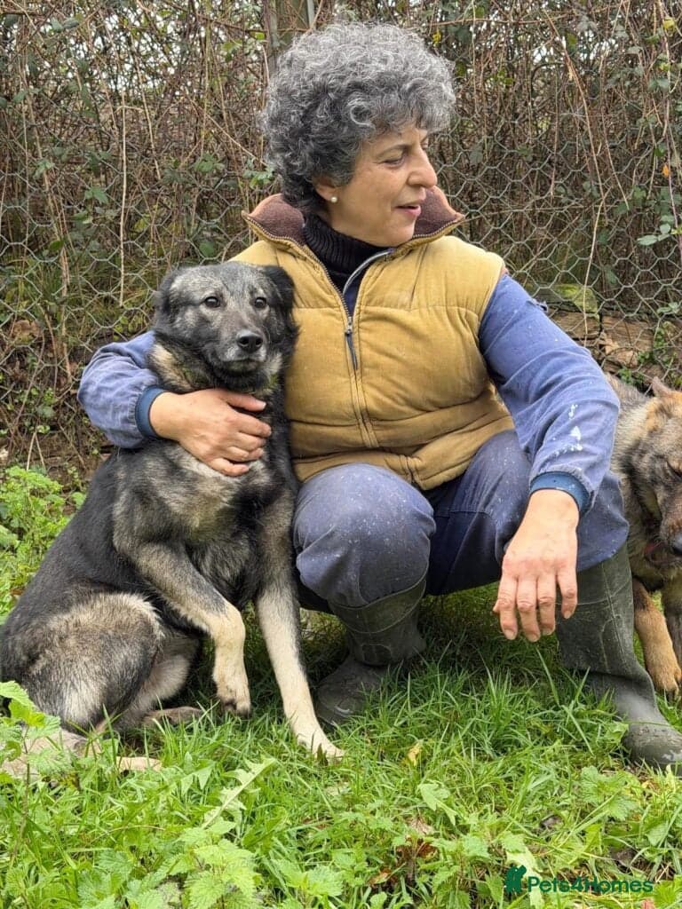 Lobito — Mixed Breed