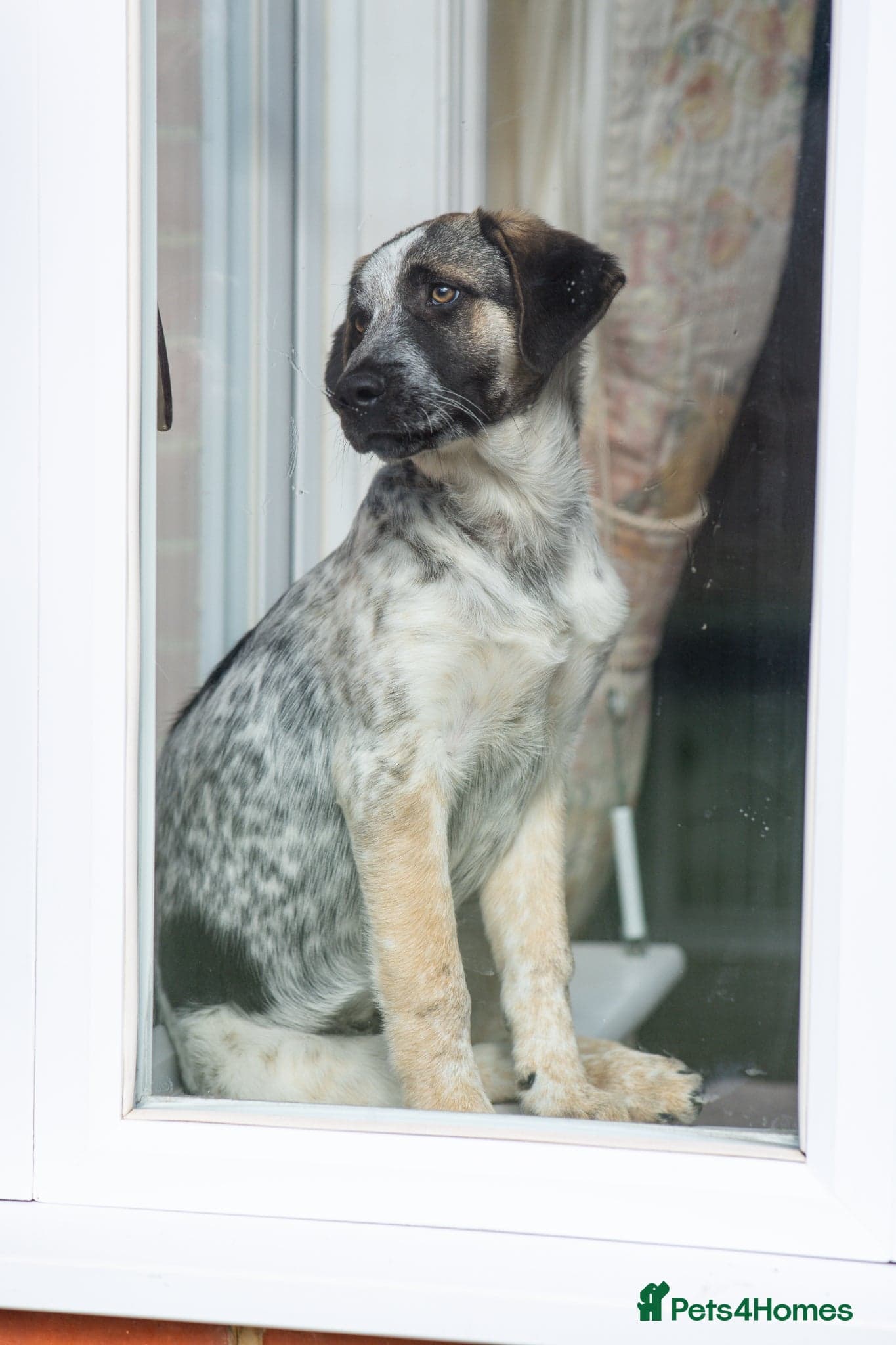 Easygoing Electra - Colourful Lab type photo 34