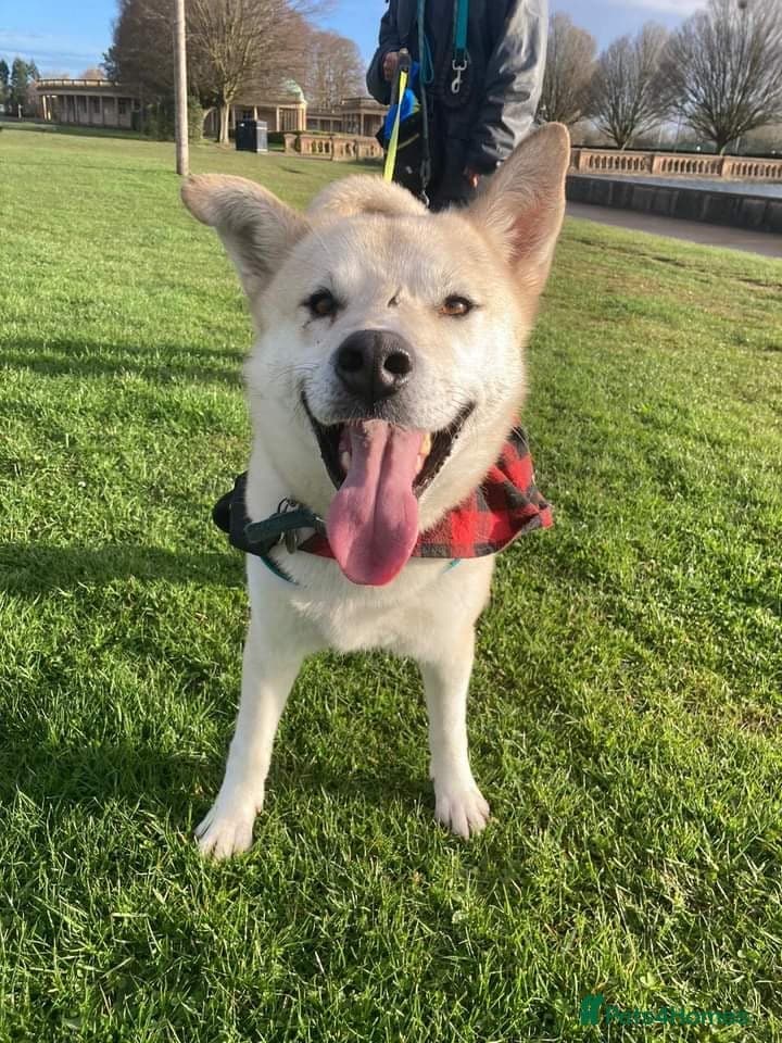 Handsome Fivos Huskey X Shepherd photo 8