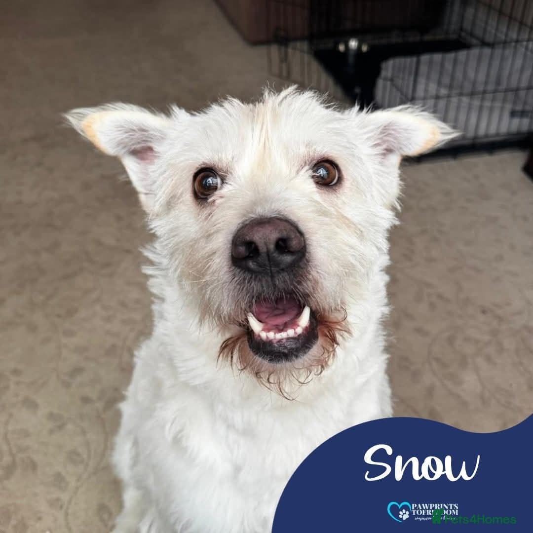 Meet Snow, currently residing in Derbyshire photo 2