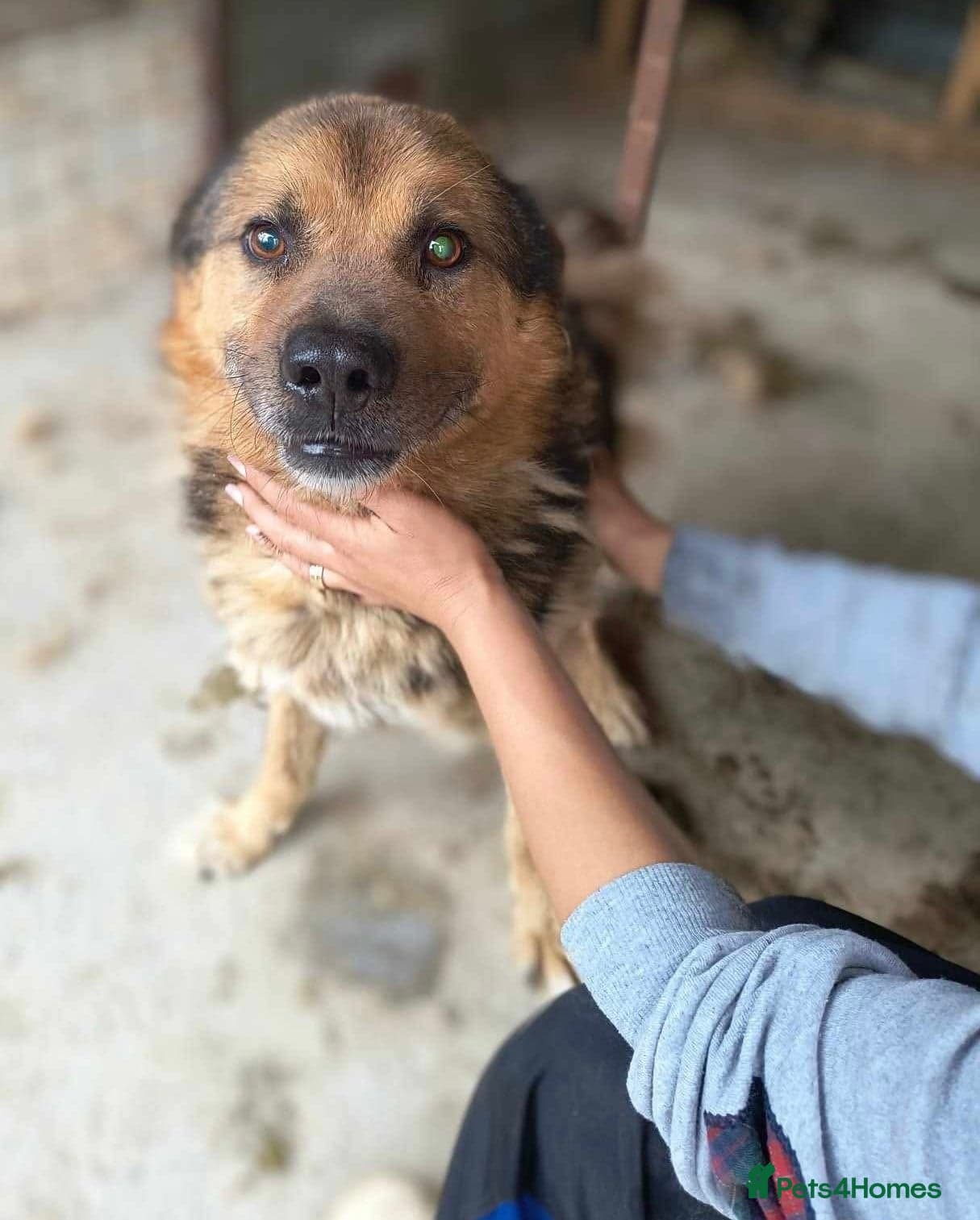 Soul π β Mixed Breed