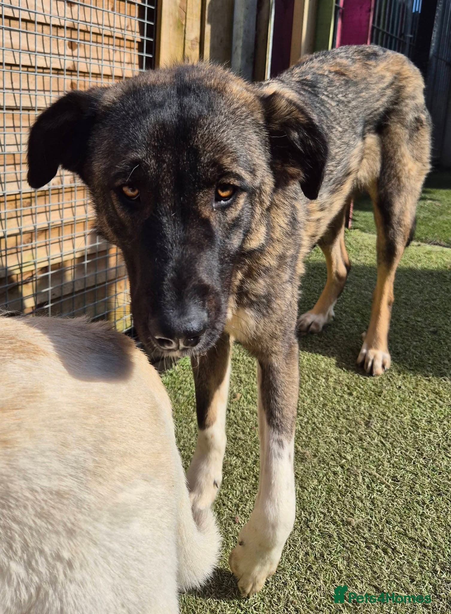 Skye - In Ayr photo 6