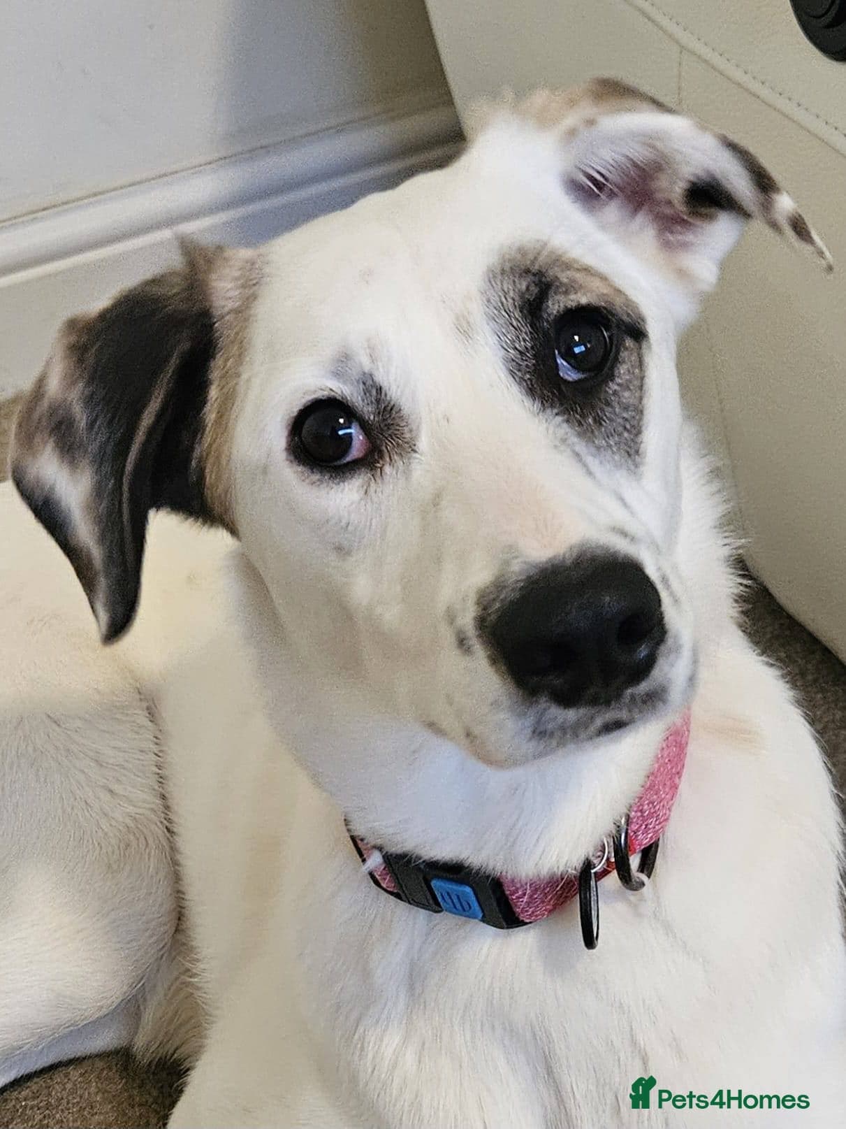 ️PLIAMKA❤️9-month-old loving and playful girl — Mixed Breed